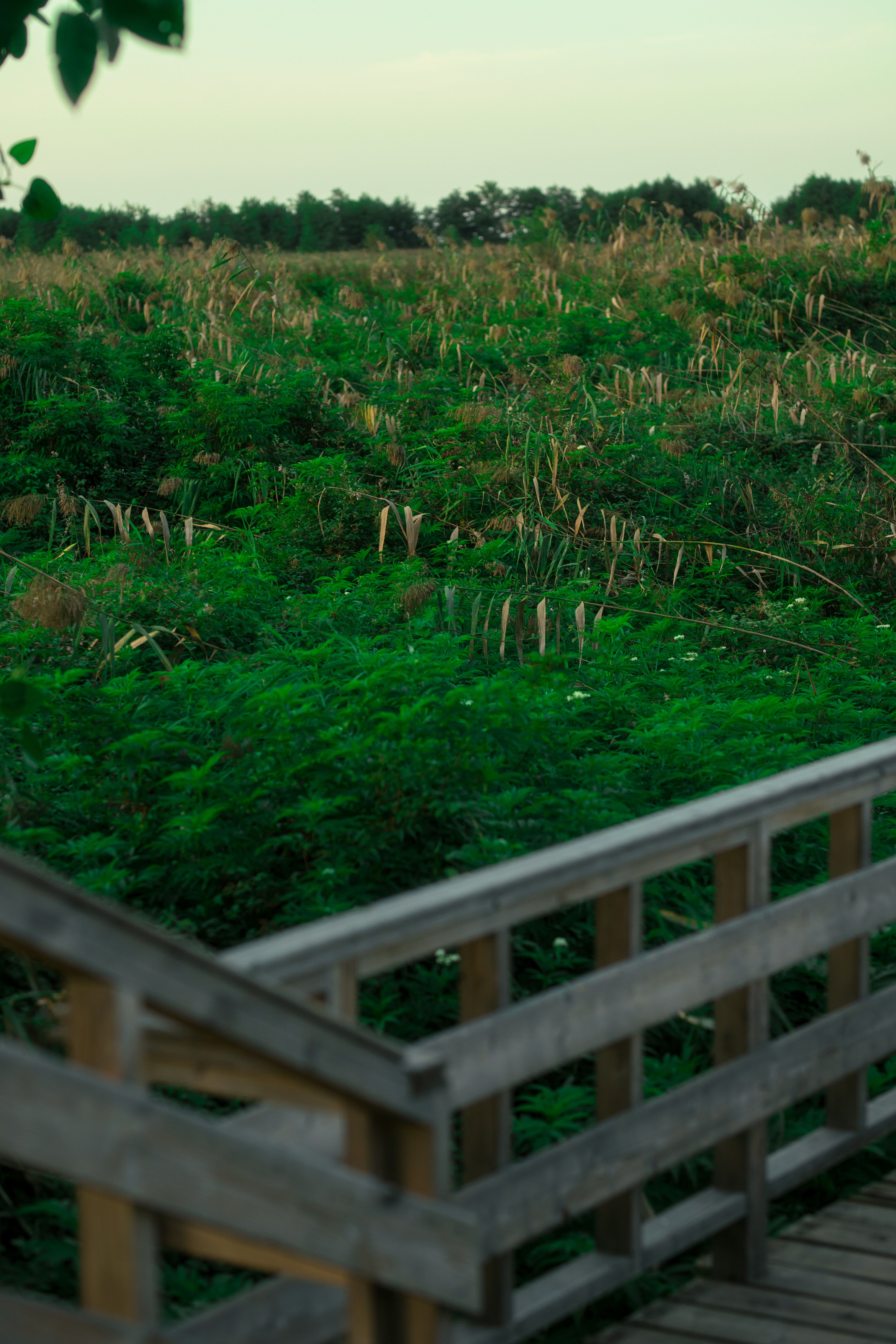 Barandilla de madera en el paseo marítimo con vista a un campo verde