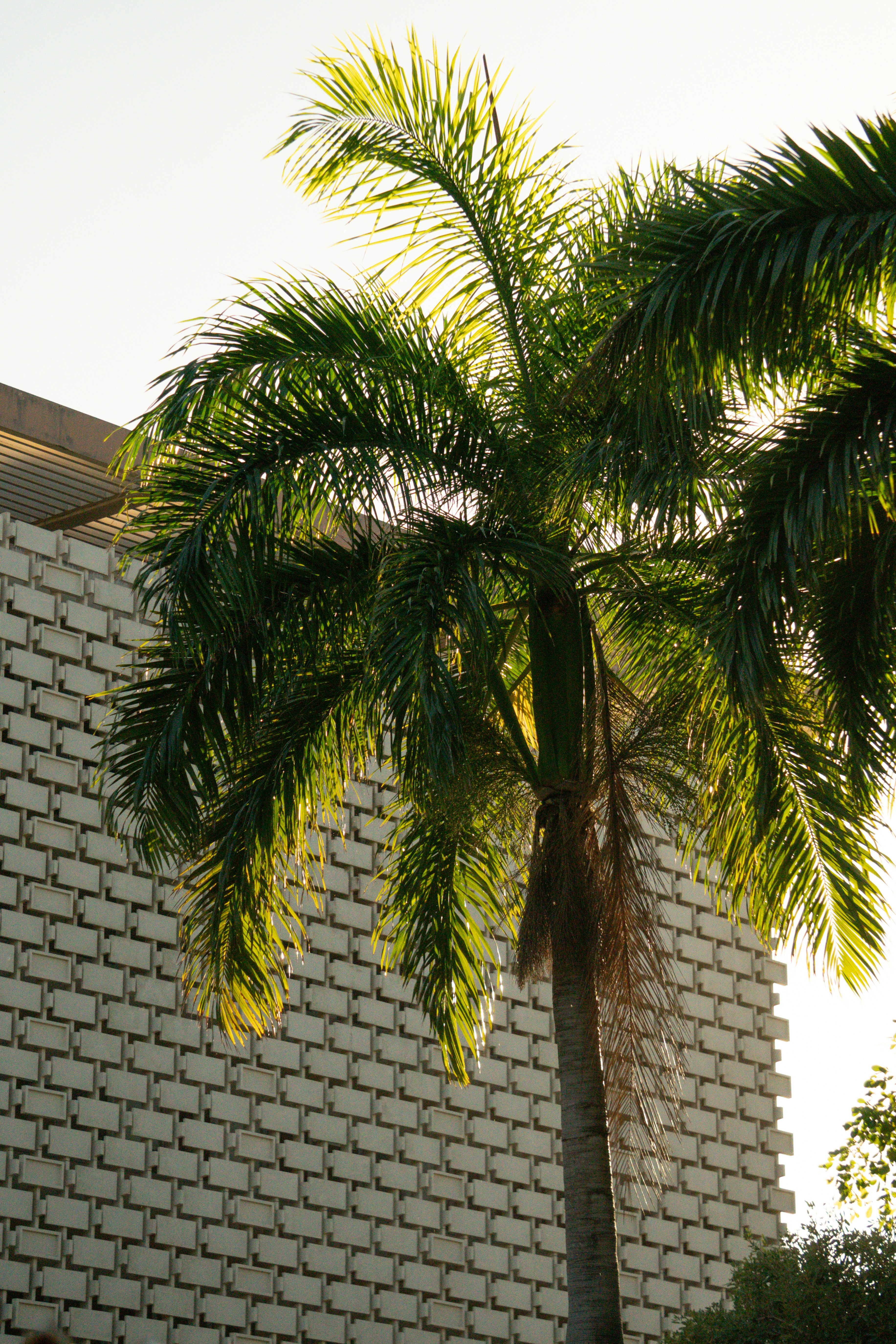 tropical wallpaper headboard, wallpaper, Tropical Headboards: Create a Relaxing Guest Room 4