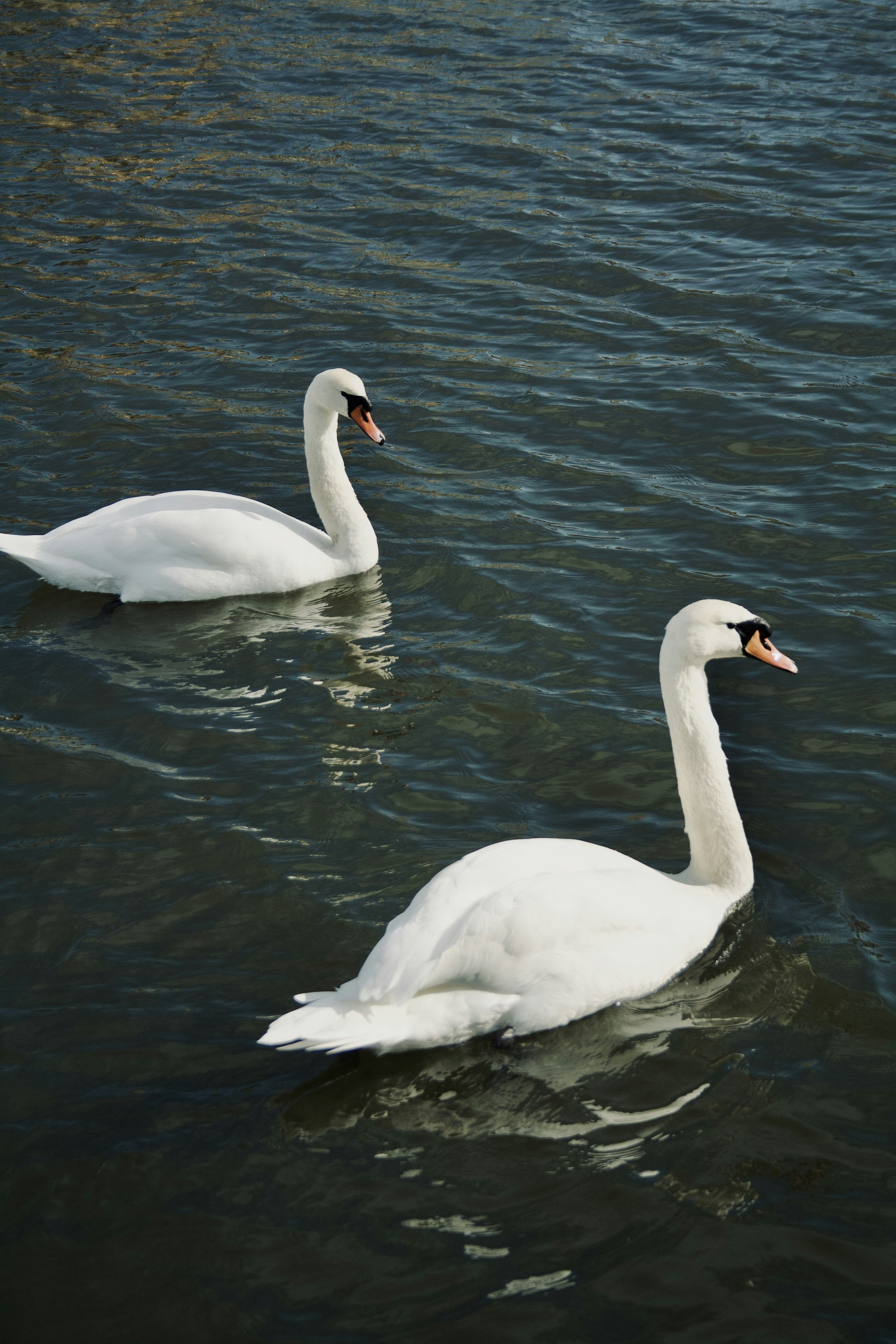 Photo by officiallyamandaaaa