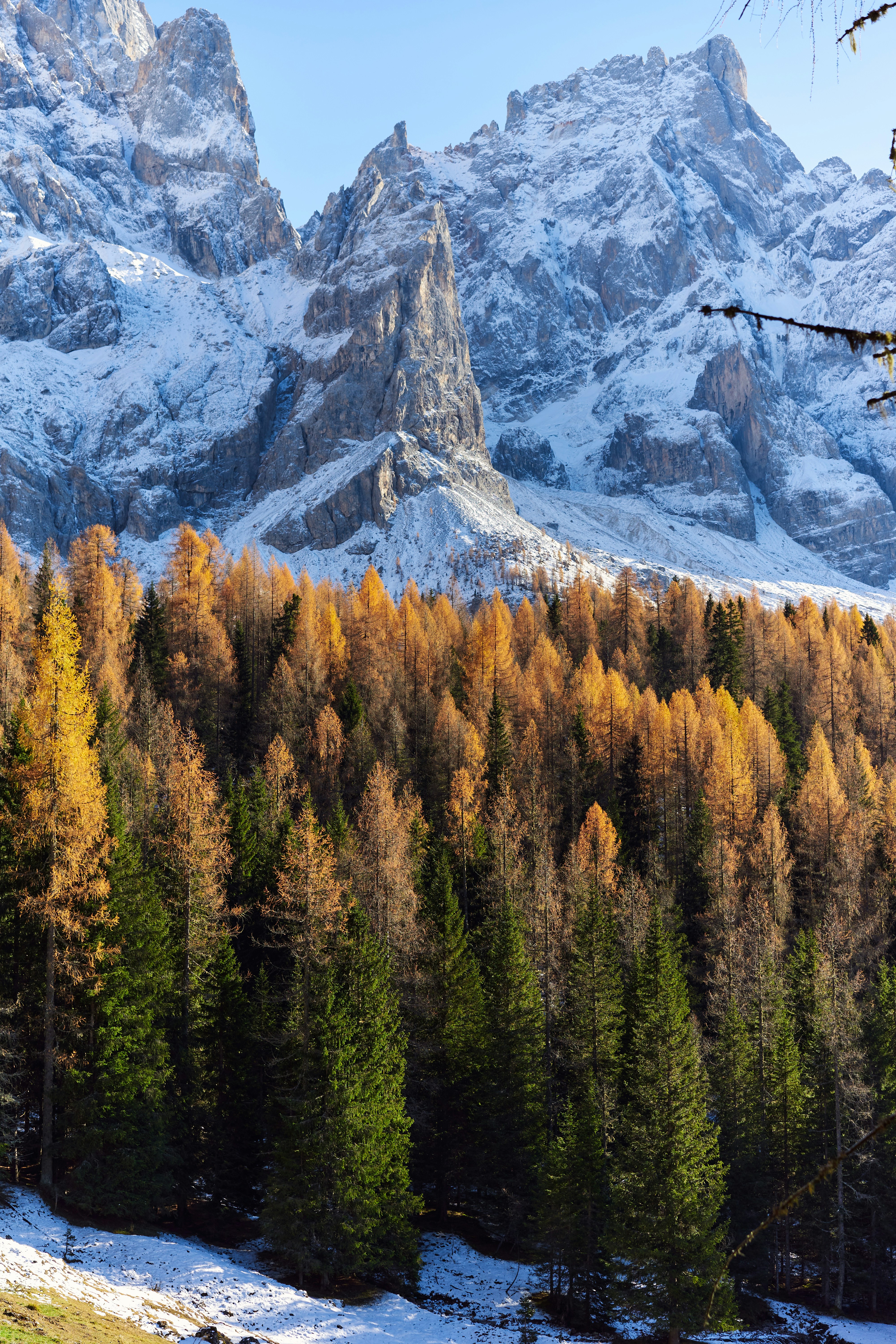 Autumn forest below snow-capped mountains under a clear sky