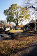 Autumn cemetery with large tree and gravestones