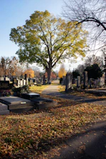 Autumn cemetery with large tree and gravestones