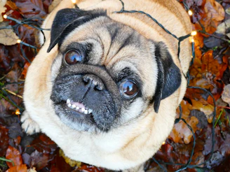 A pug with lights wrapped around its head.