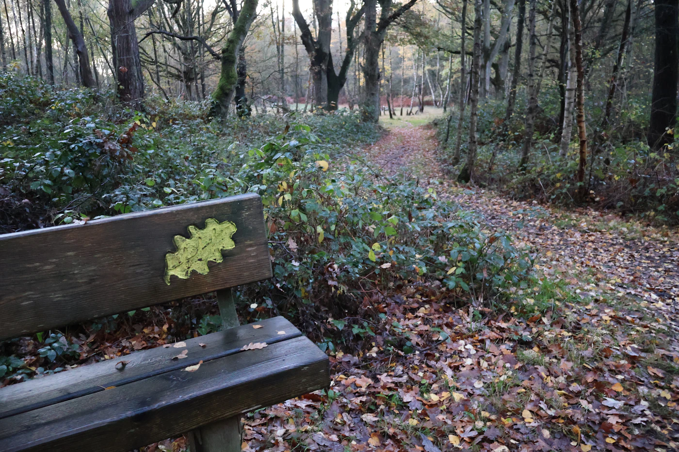 Bank an einem herbstlichen Waldweg für eine ruhige Pause ohne Zigarette