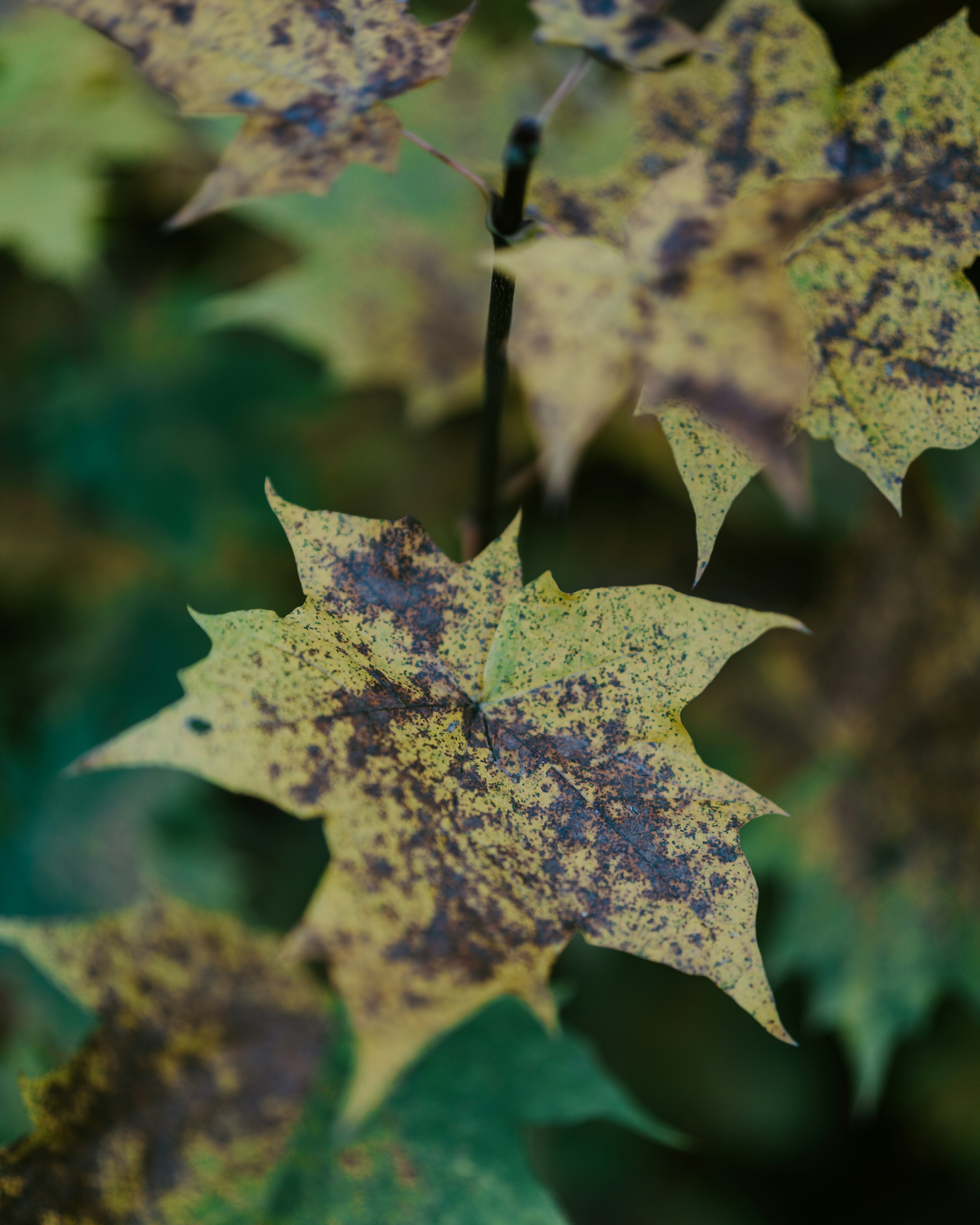 Gelbes Herbstlaub mit braunen Flecken