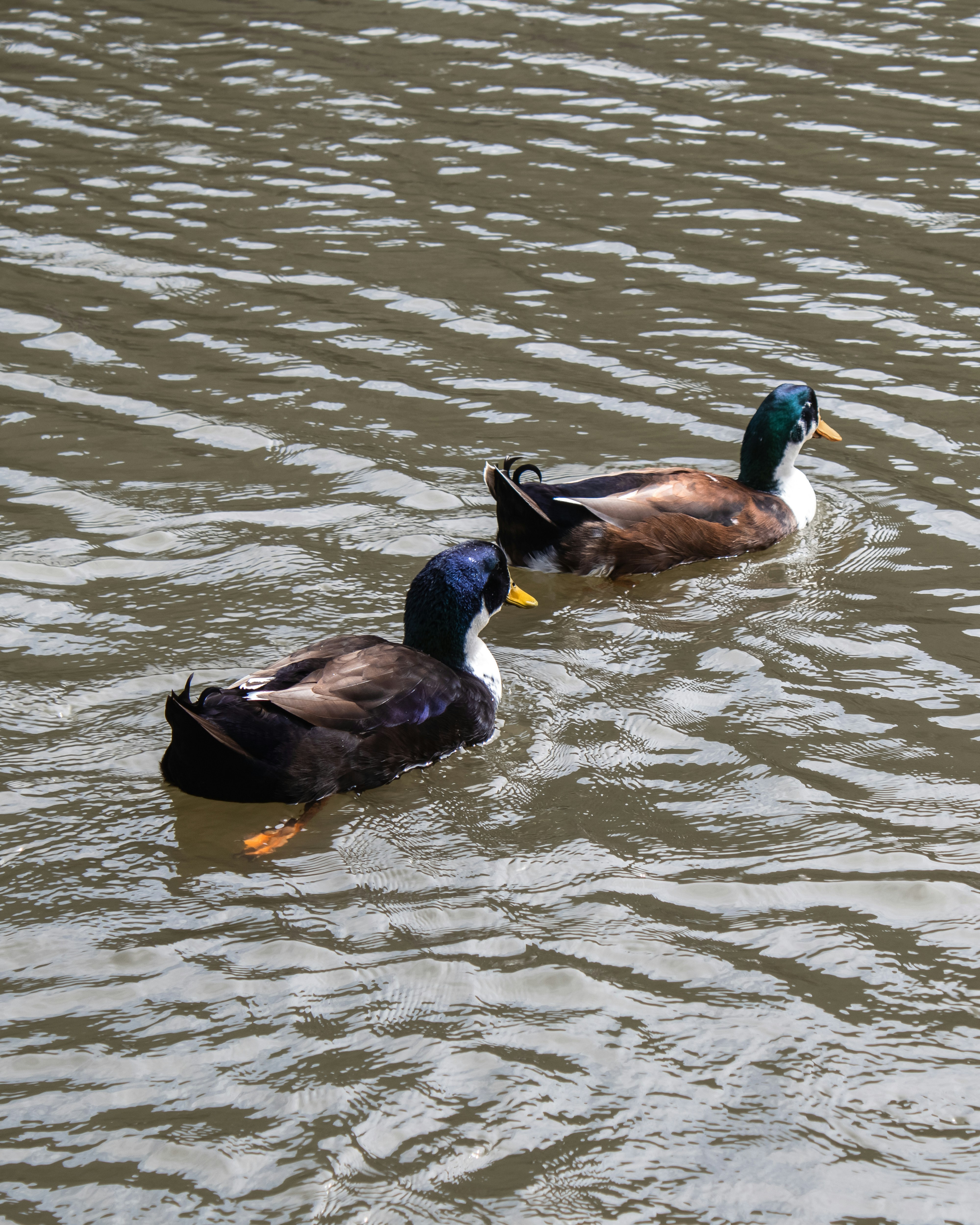 Two ducks swimming on rippling water