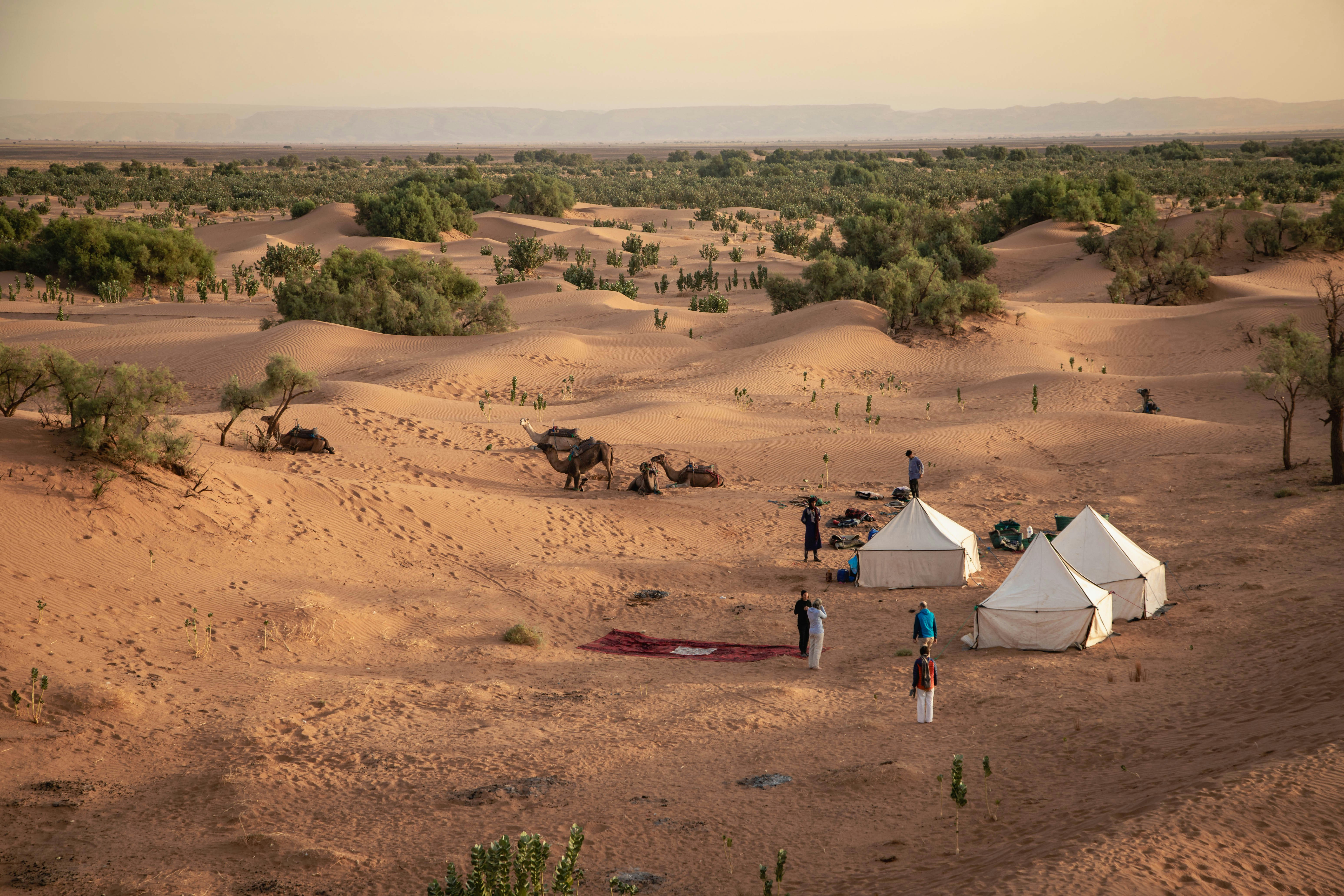 Desert campsite with tents and scattered vegetation