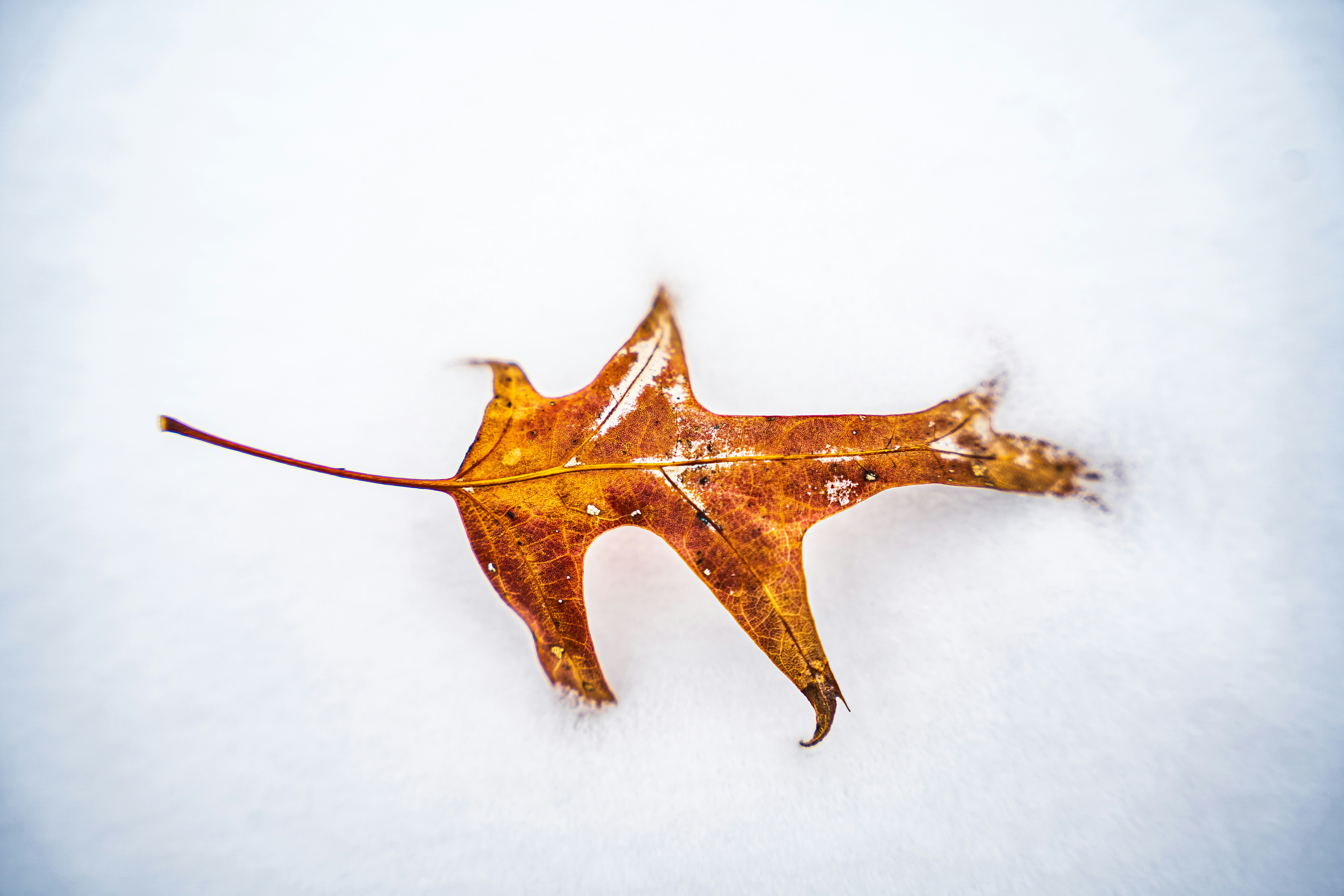 A single brown leaf rests on white snow.