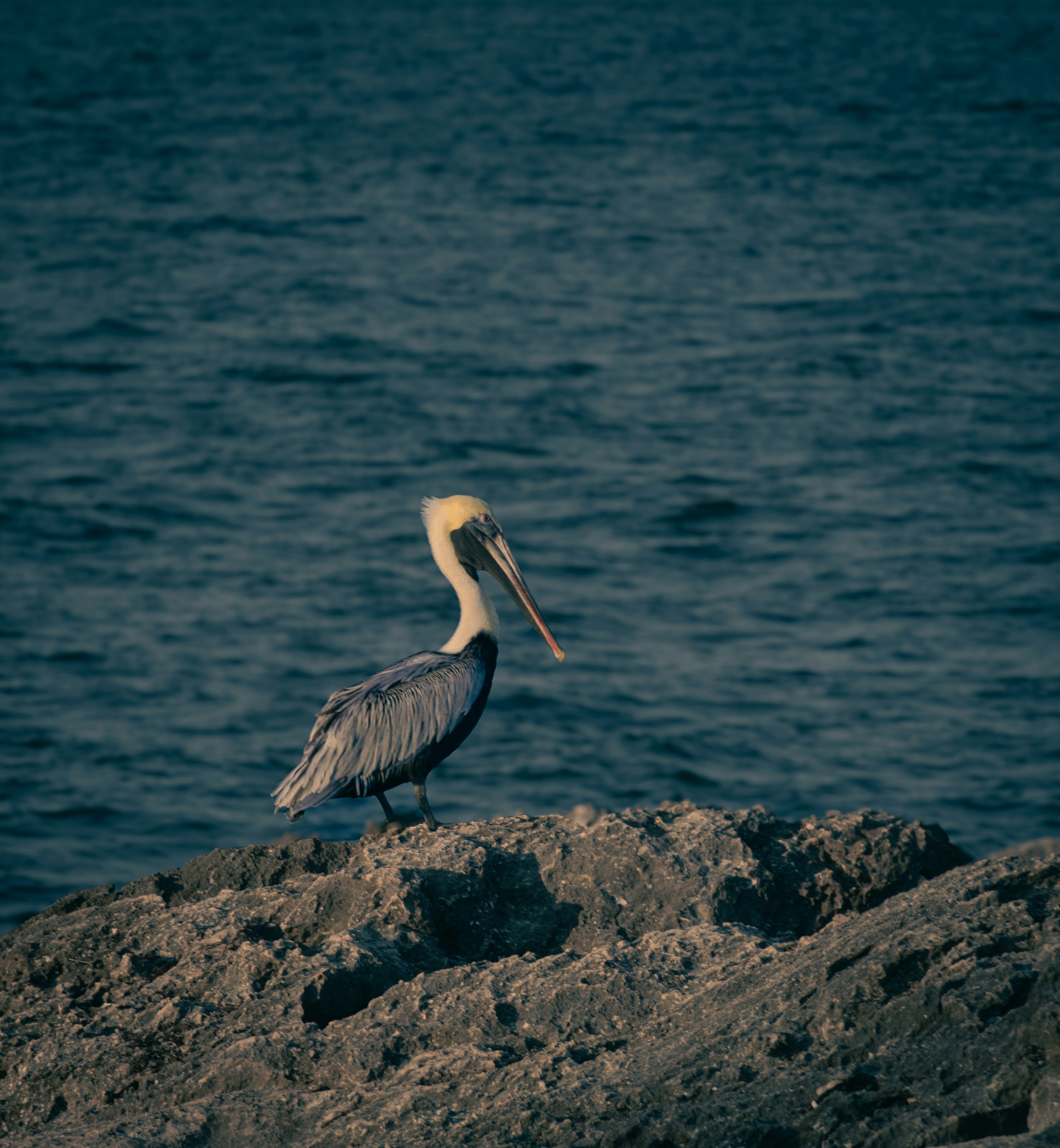 Photo by arthdcs