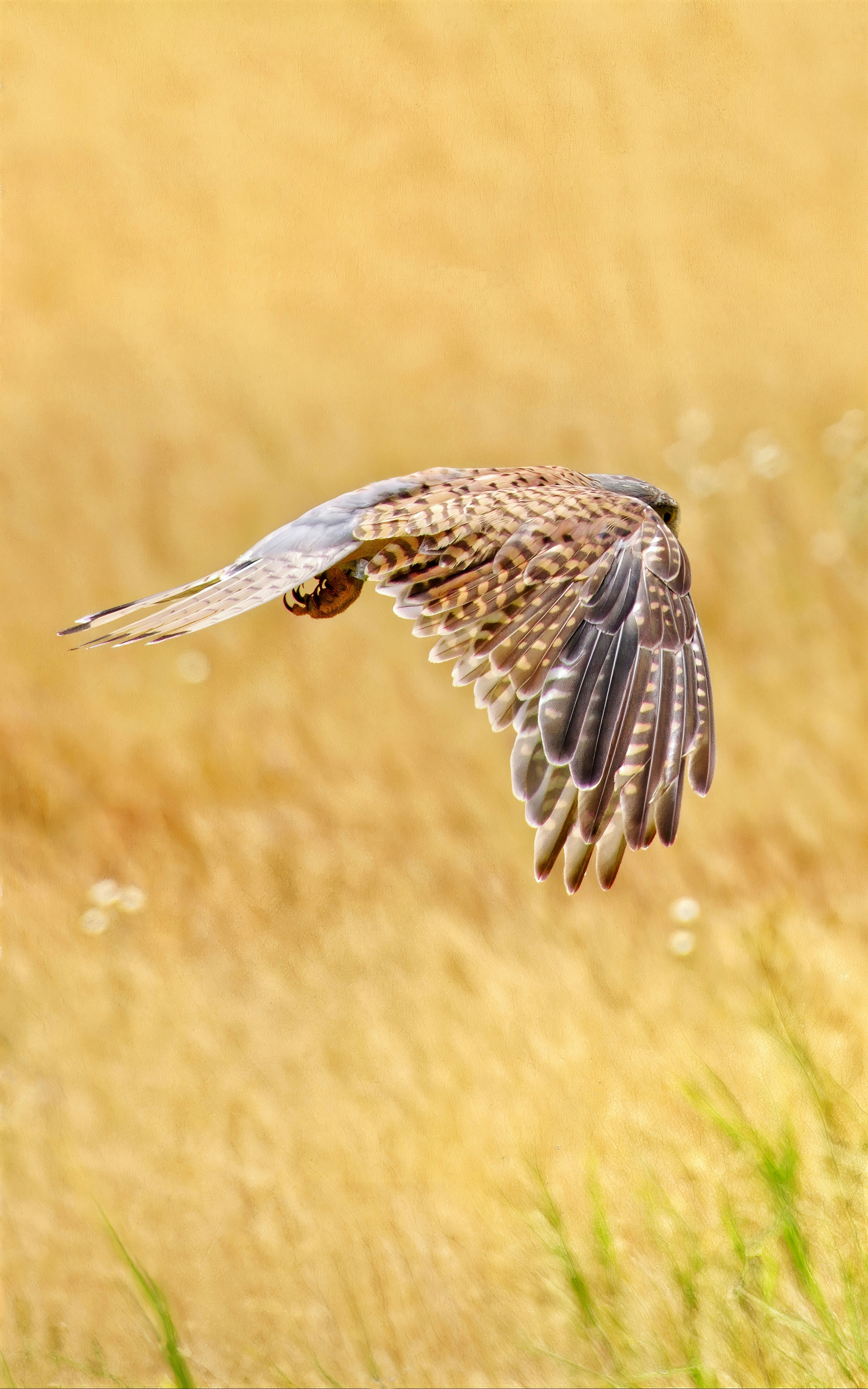 Photo by marttisalmi