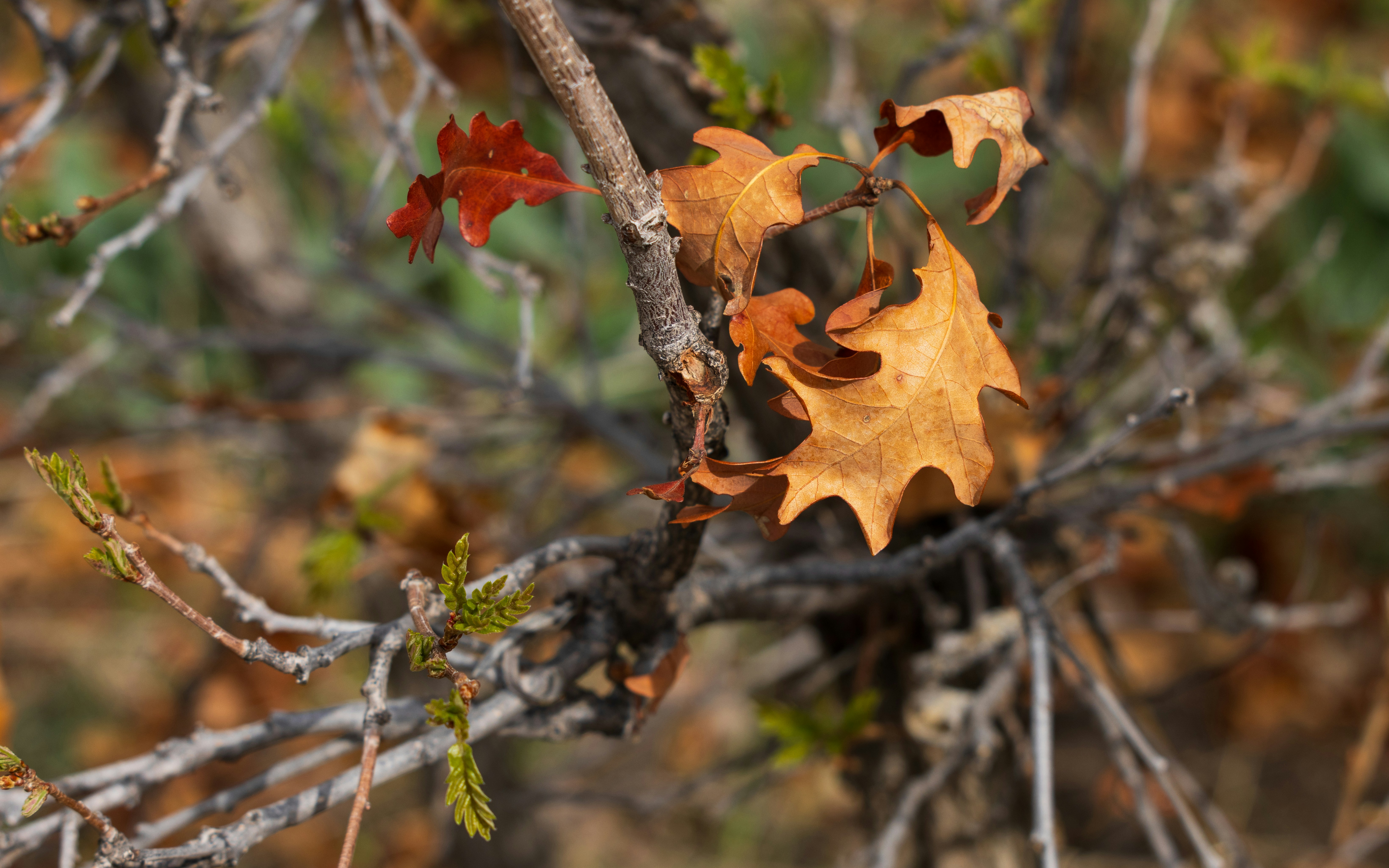 Autumn oak leaves on a branch
