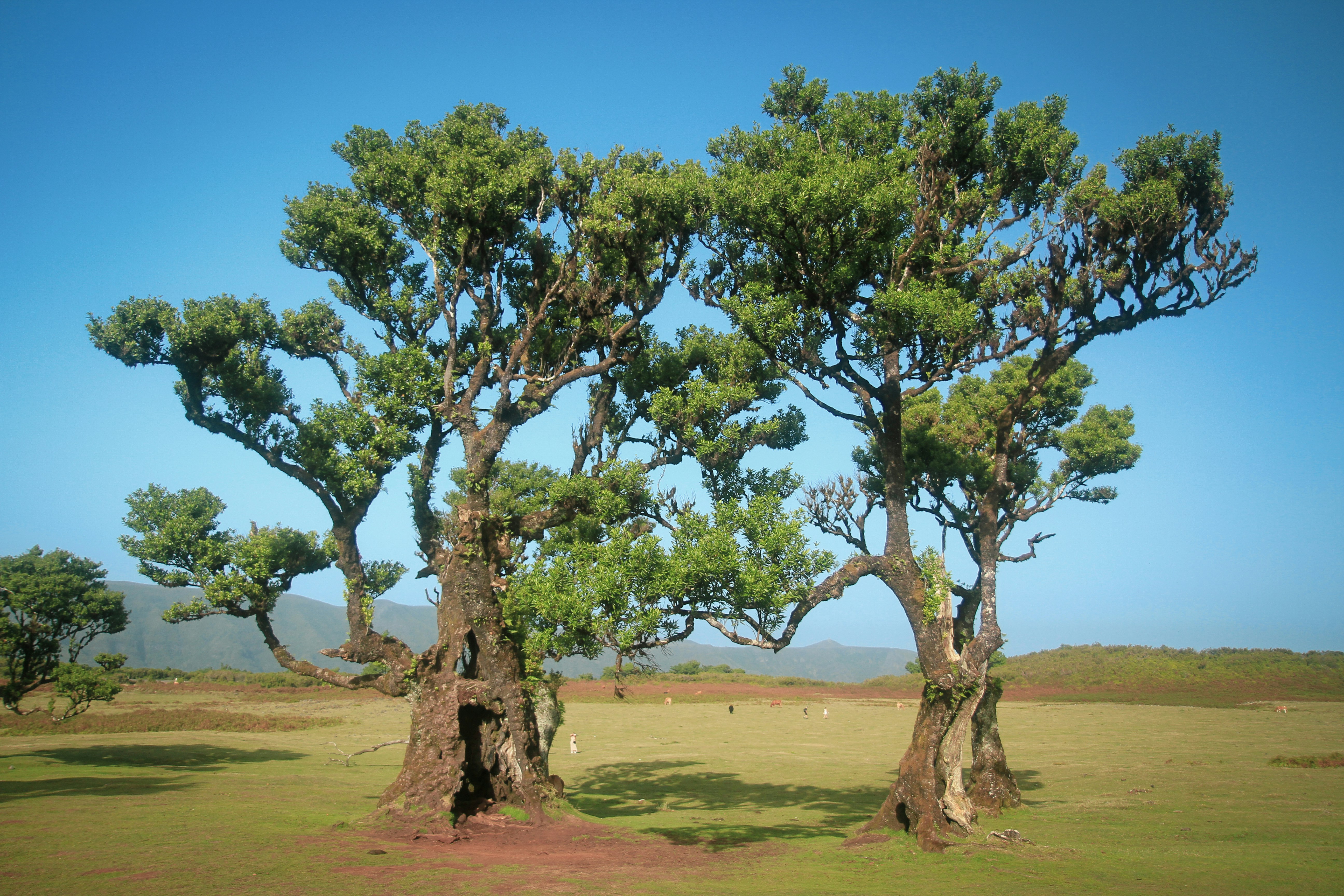 Ancient gnarled trees stand in a grassy field.