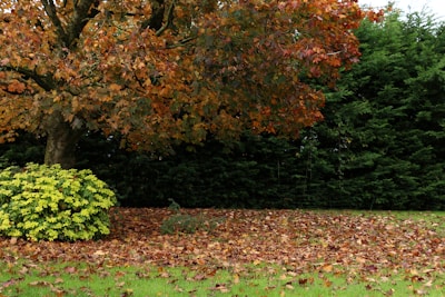 Autumn leaves on the ground near a tree.