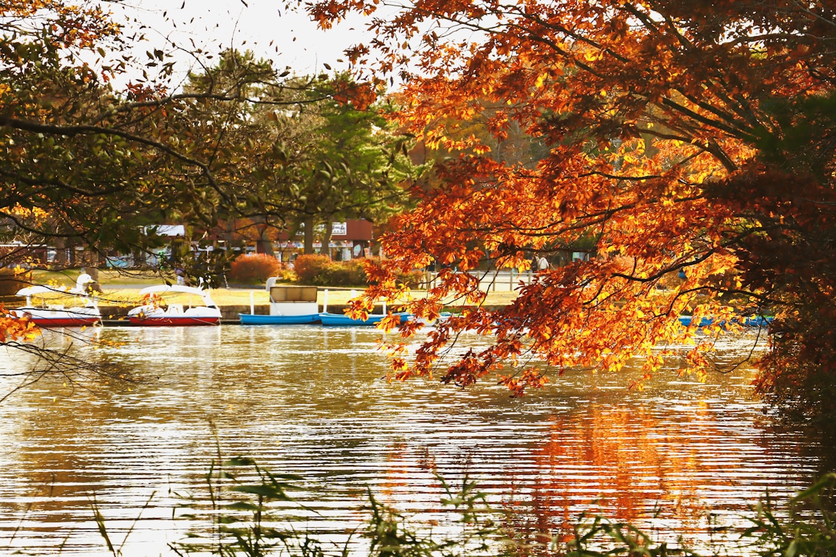 大沼公園的湖面小船與湖畔樹景