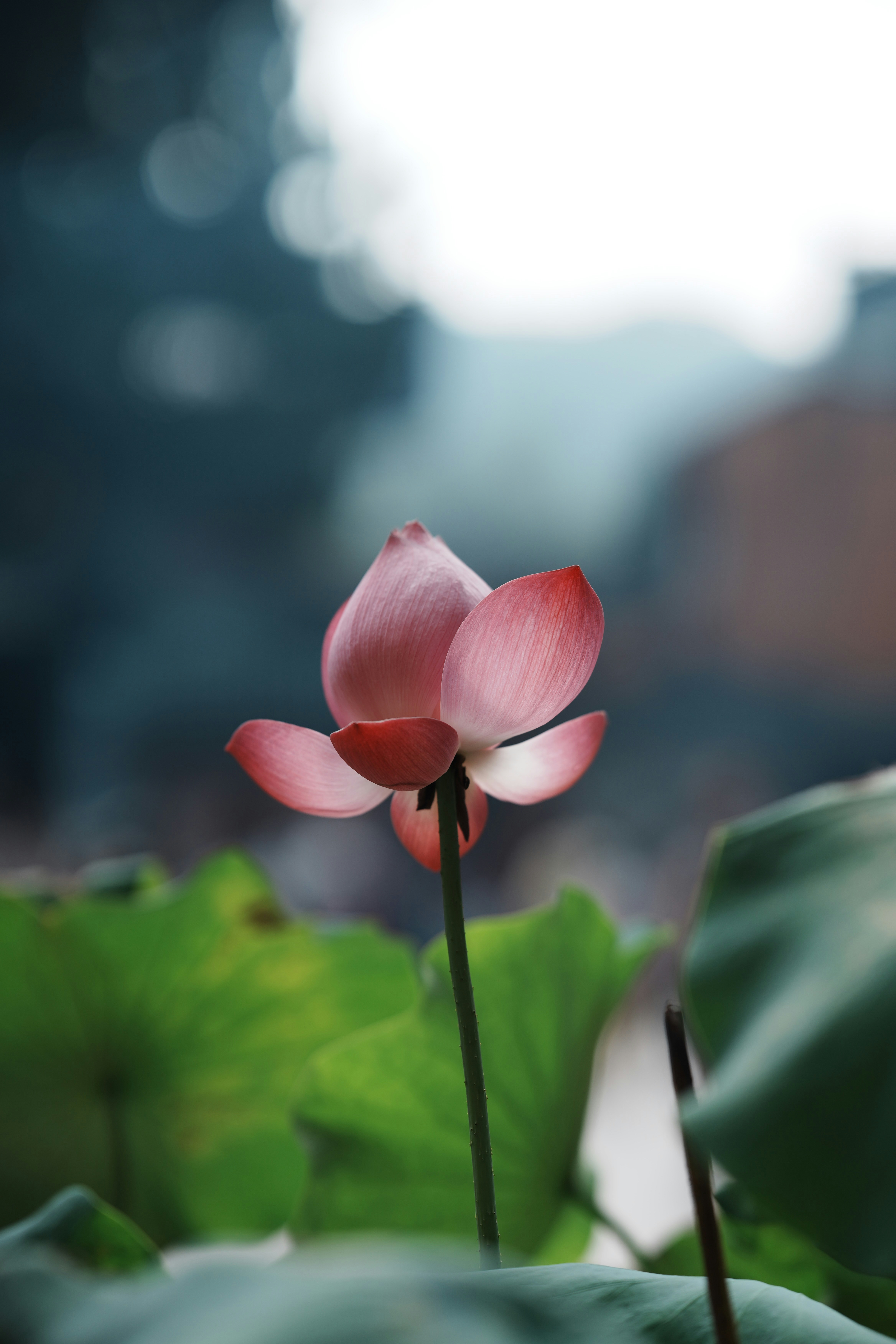 Photo by cardia_gong