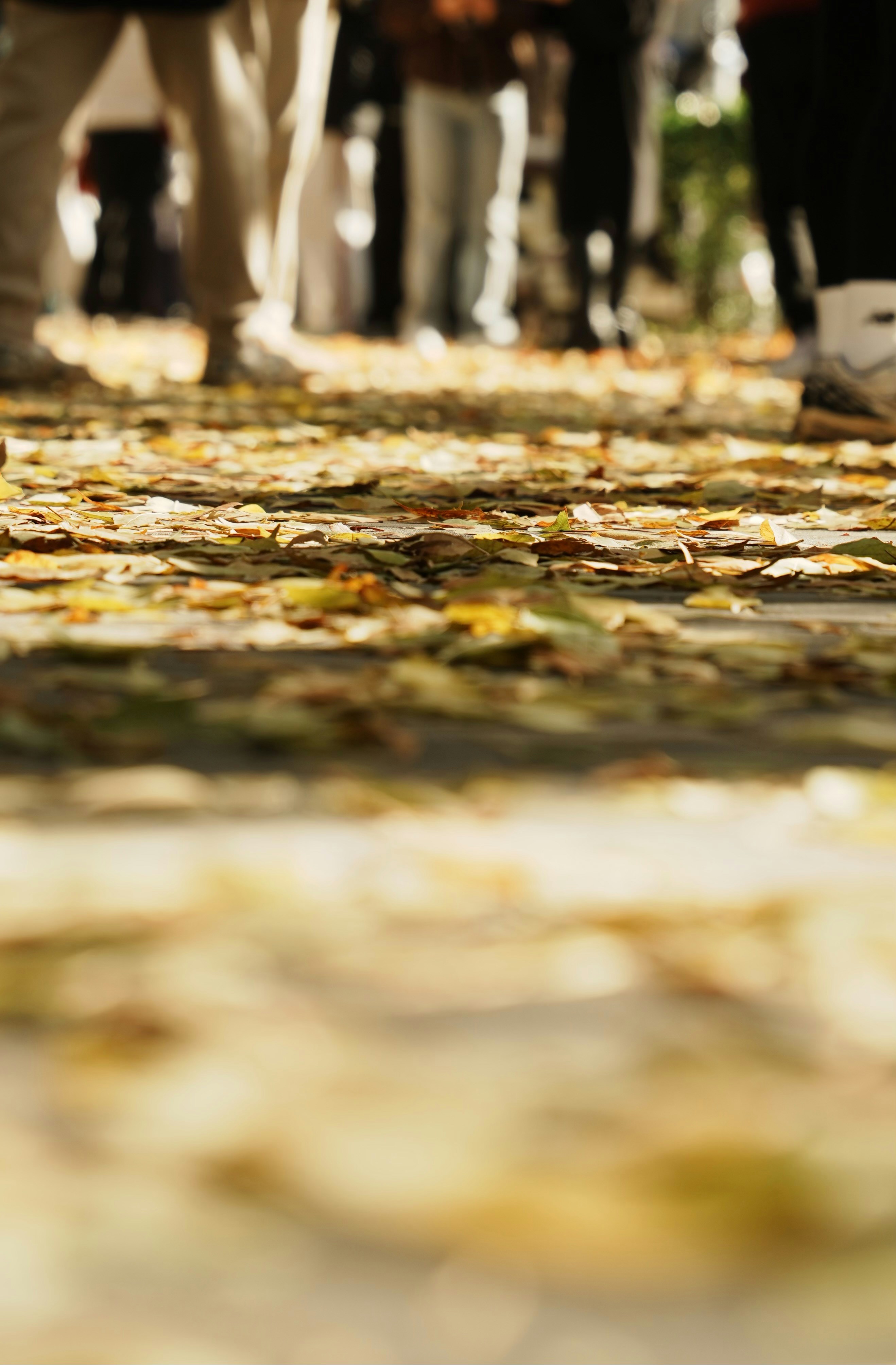 紅葉に覆われた道を歩く人々。
