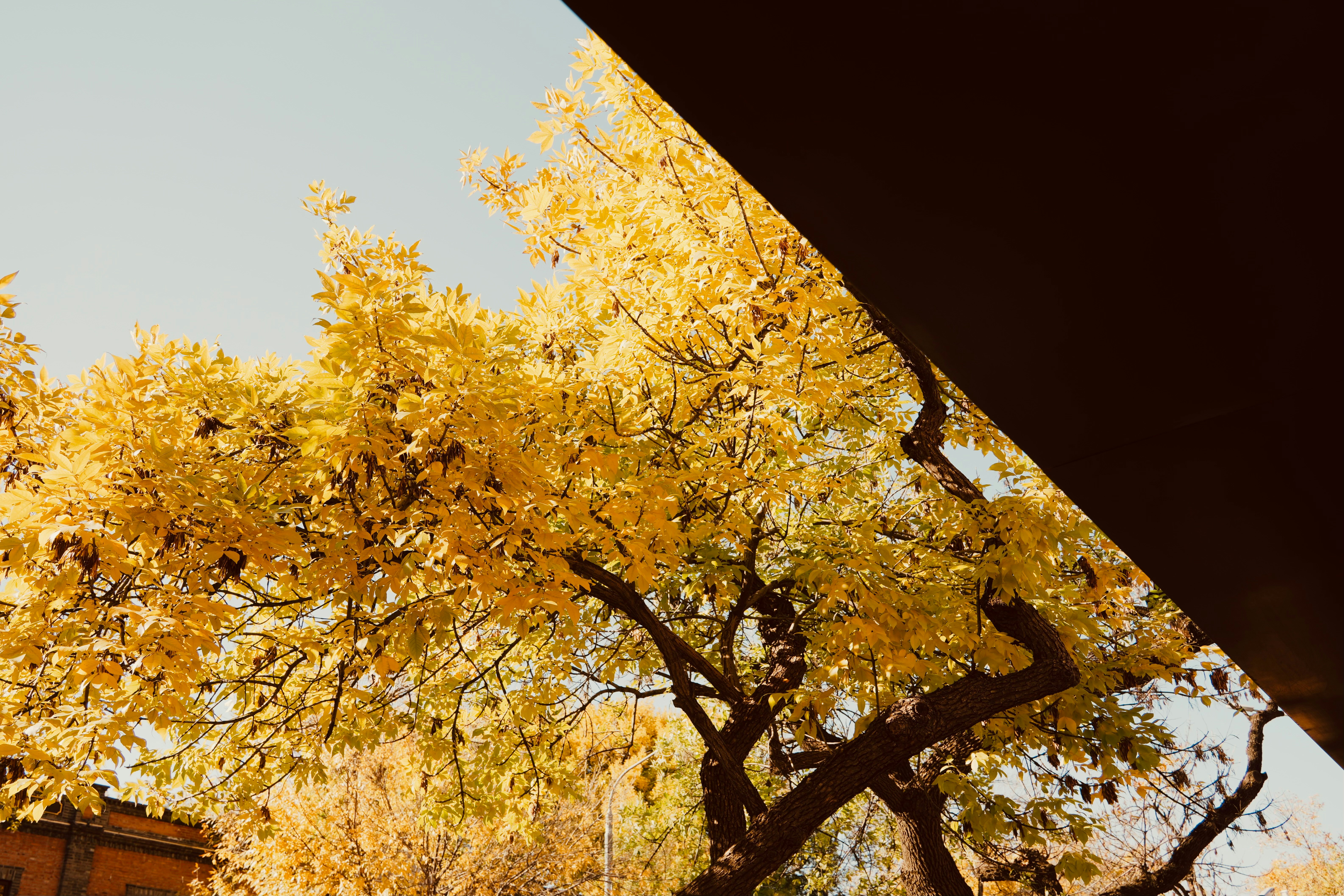 Golden autumn tree branches against a clear sky