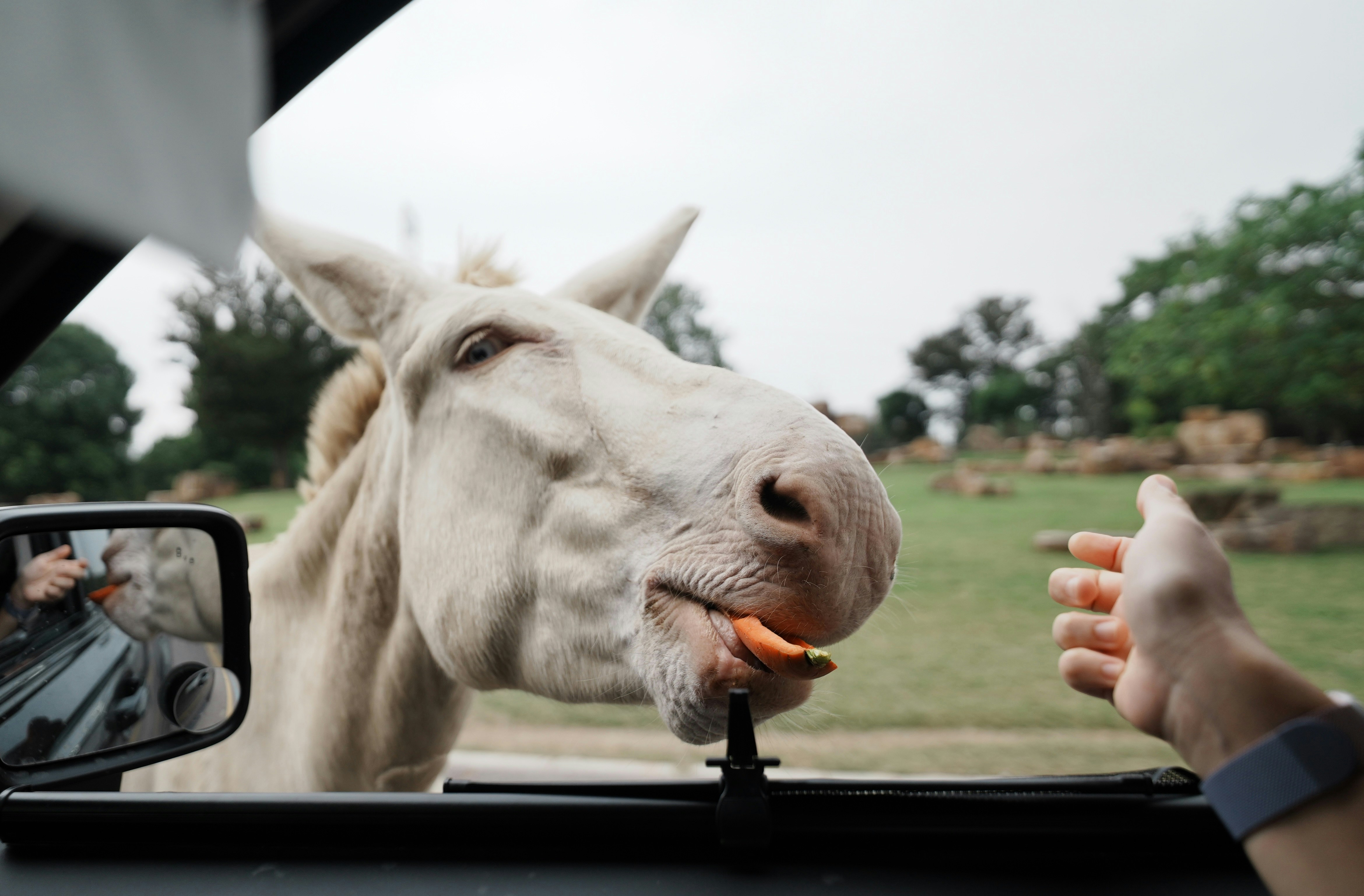White donkey eating a carrot from a hand
