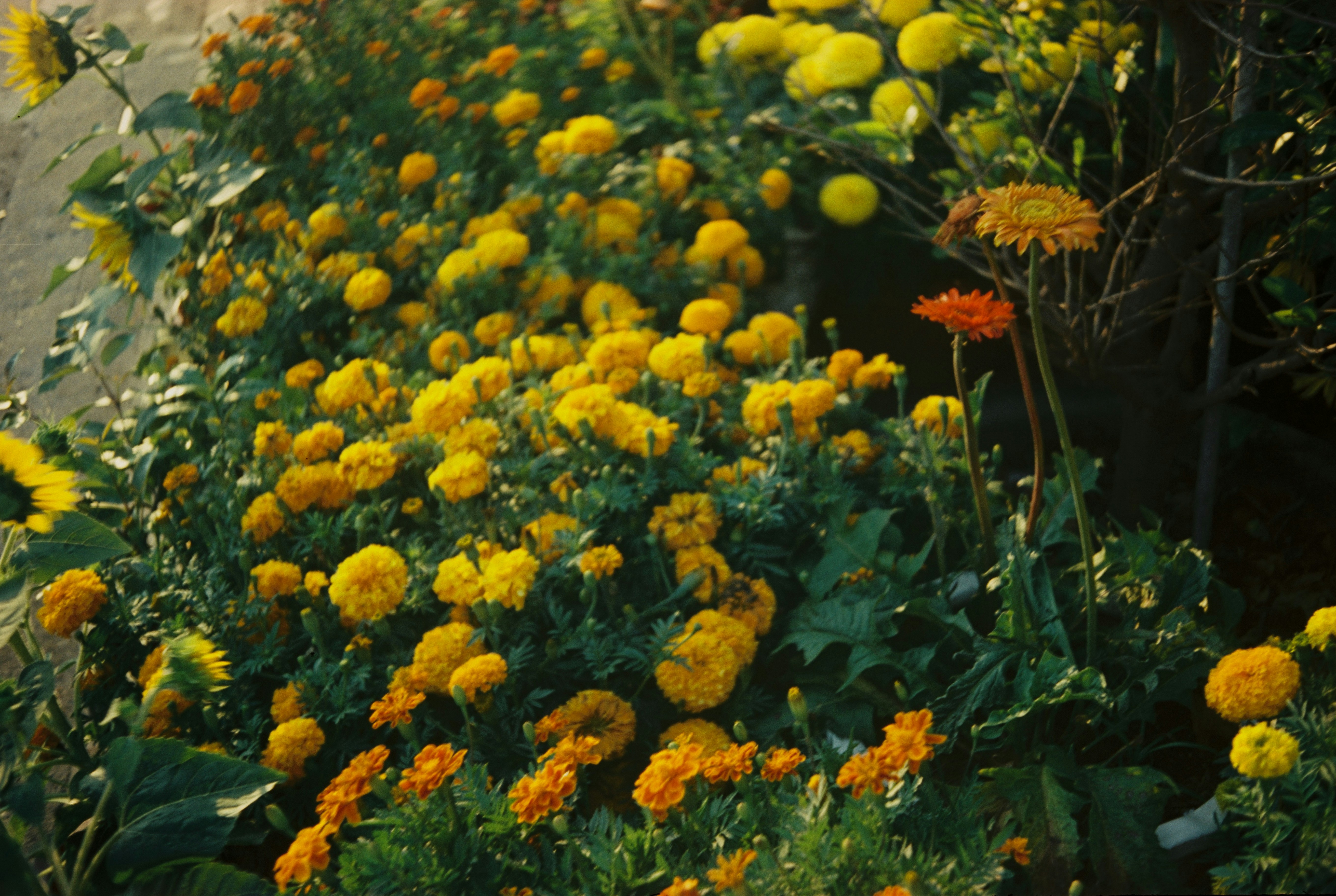 Overcrowded flower bed with different types of flowers planted too closely together.