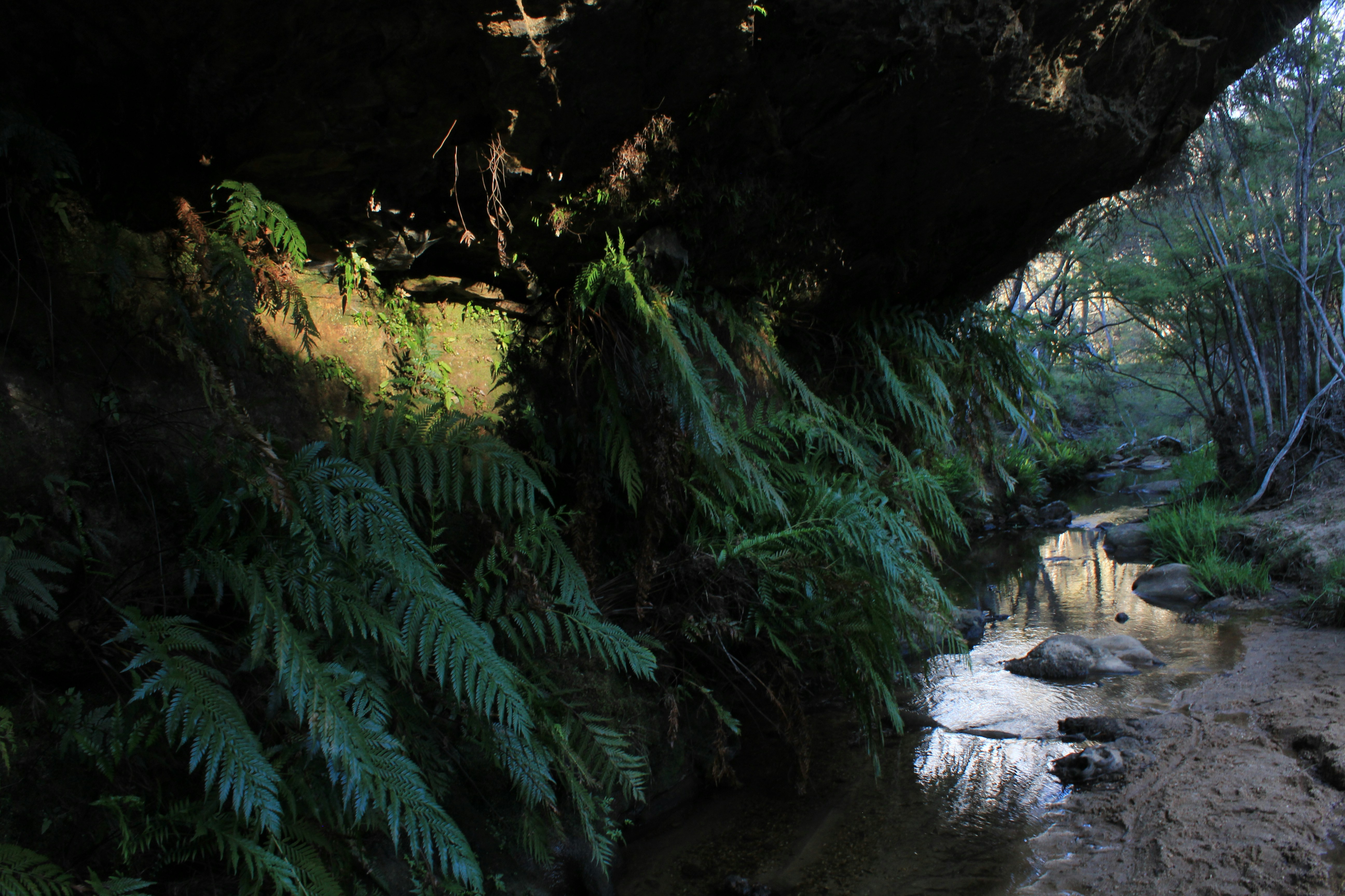 Ferns growing beside a creek under a rock overhang