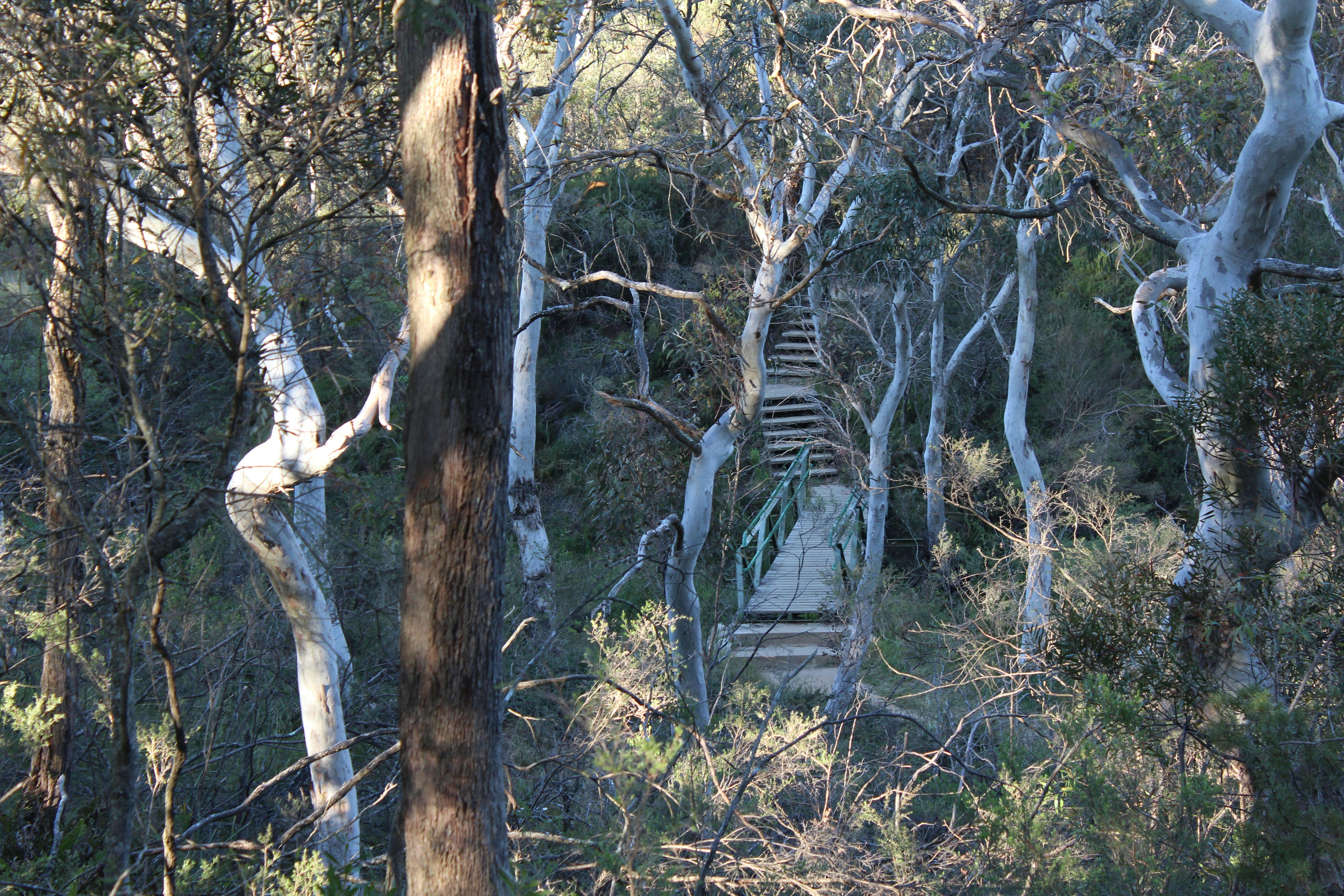 Wooden stairs climbing through gum forest