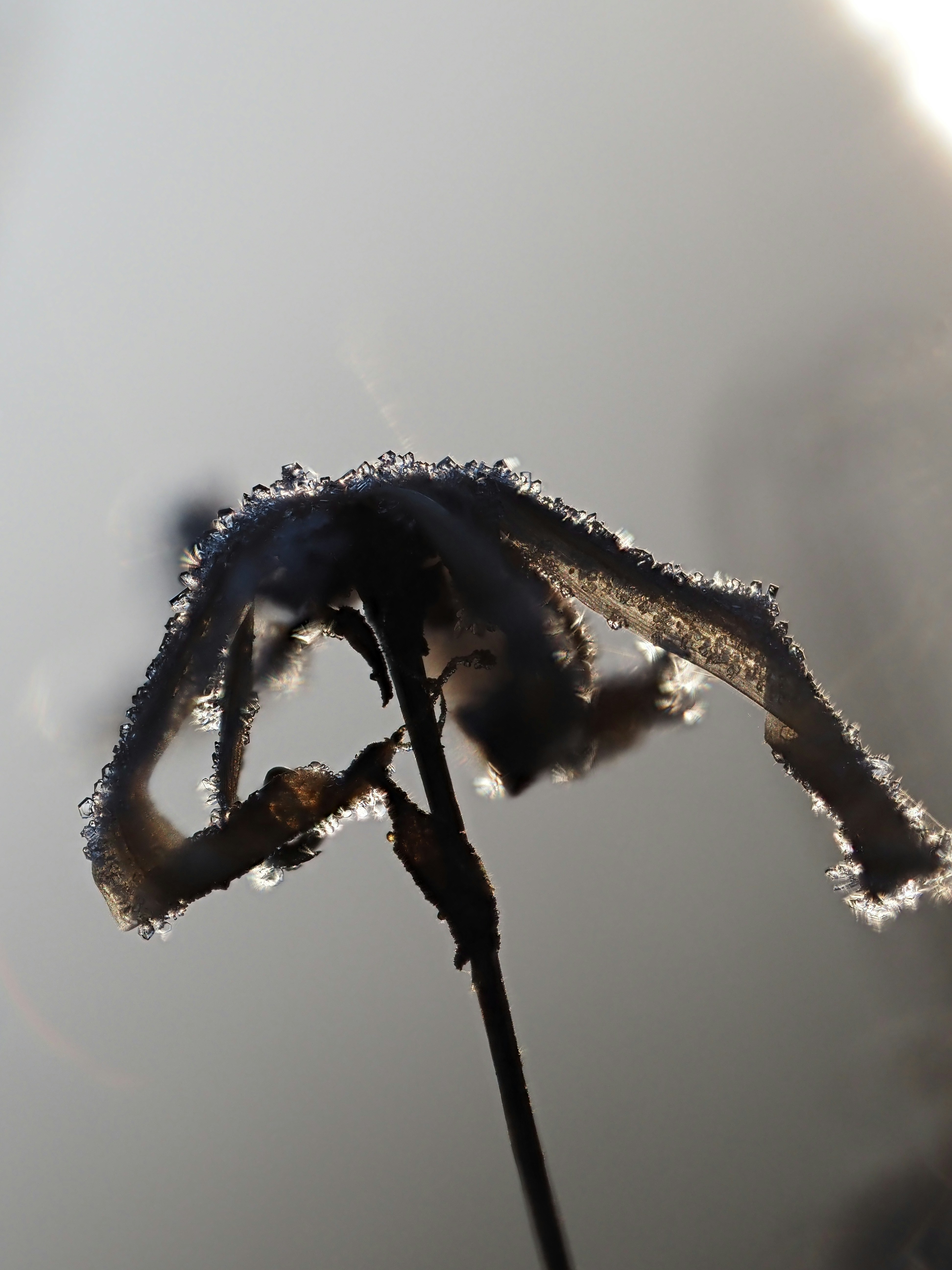 A frosted dried flower against a hazy background.