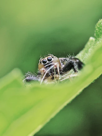 A small jumping spider on a green leaf