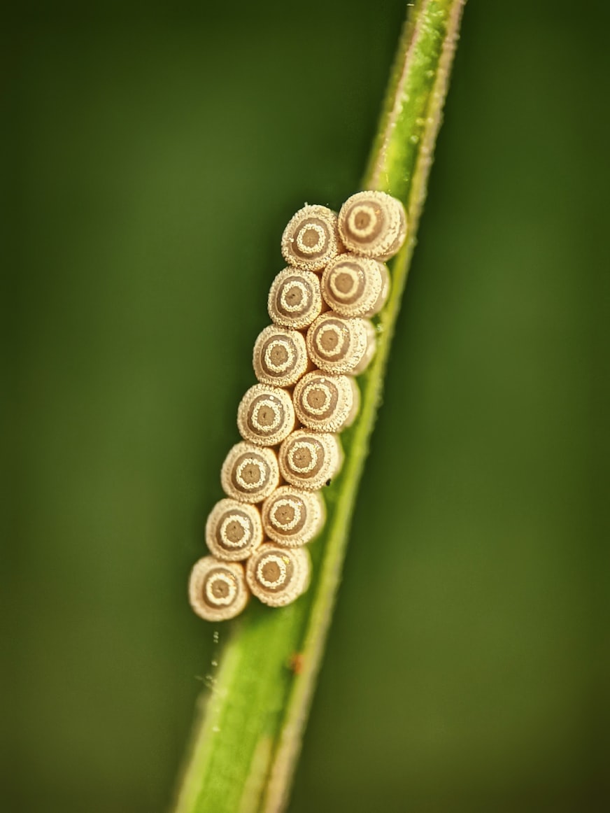 Mealybugs on a plant stem
    being treated with organic spray