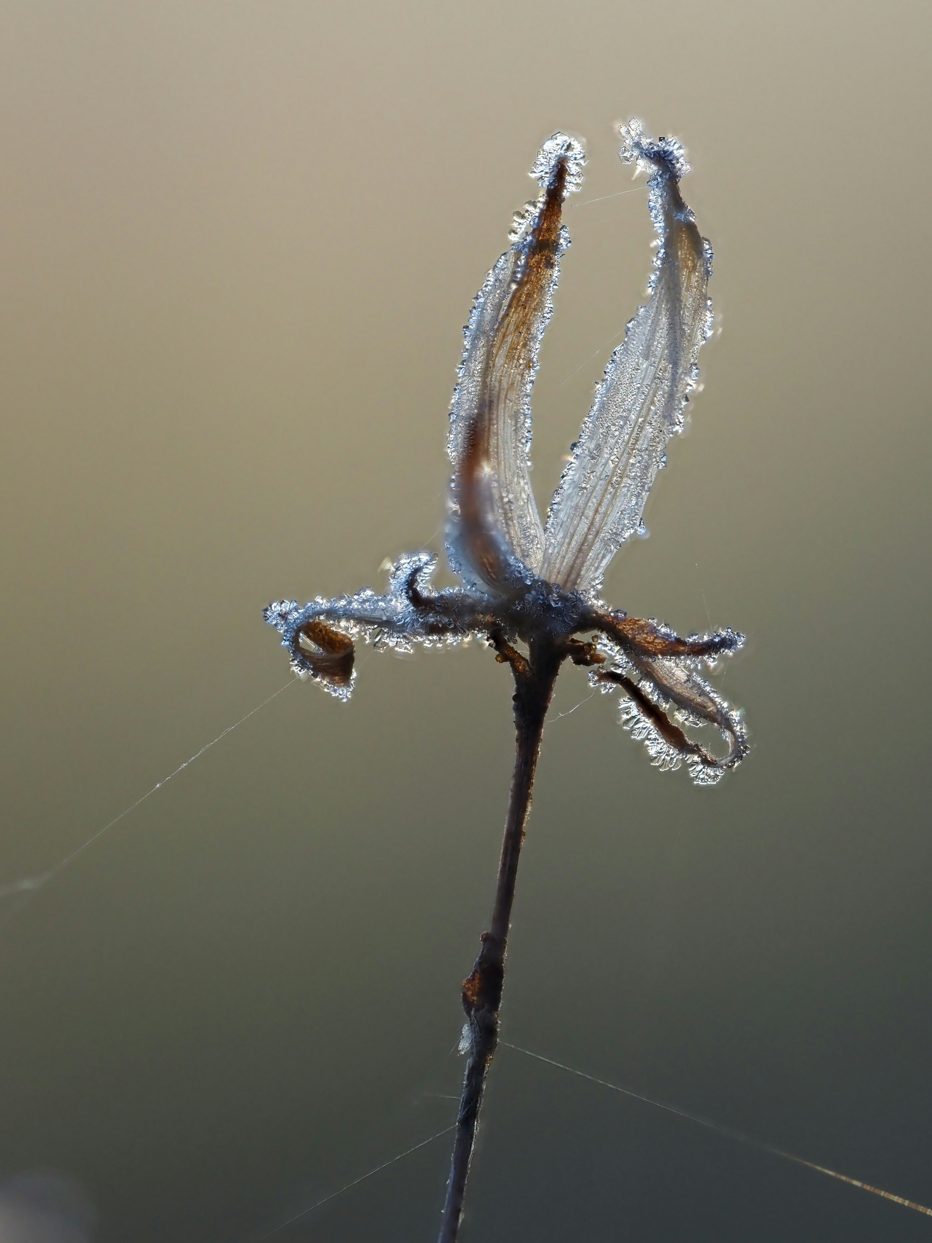 A delicate dried flower covered in frost.