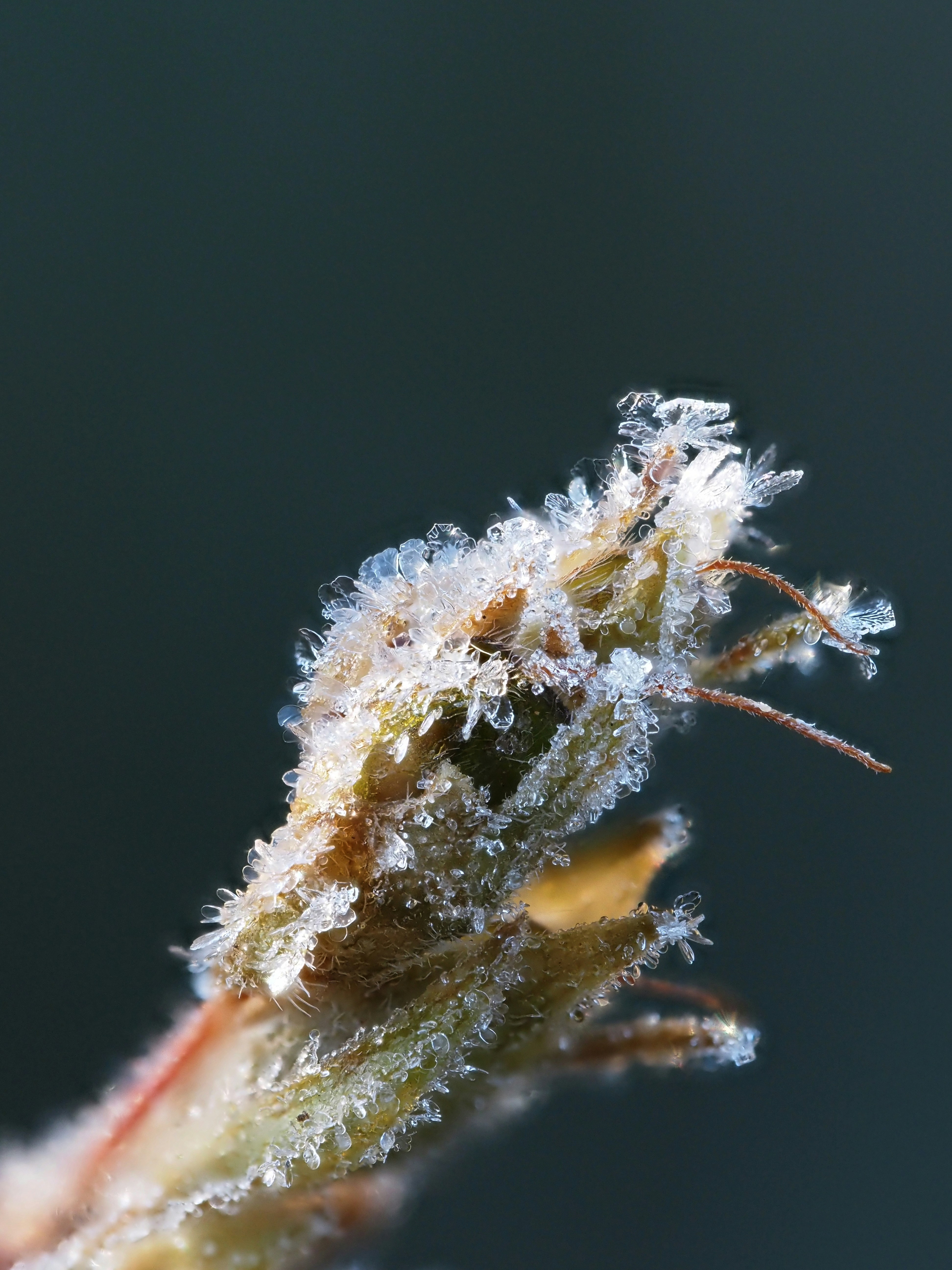 dry plants covered with frost