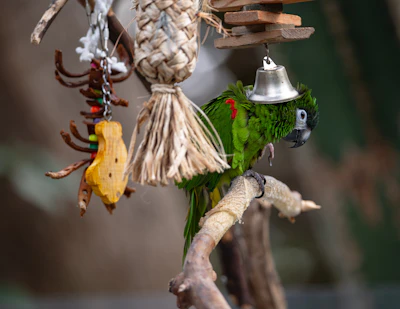 A green parrot sits on a perch with toys.