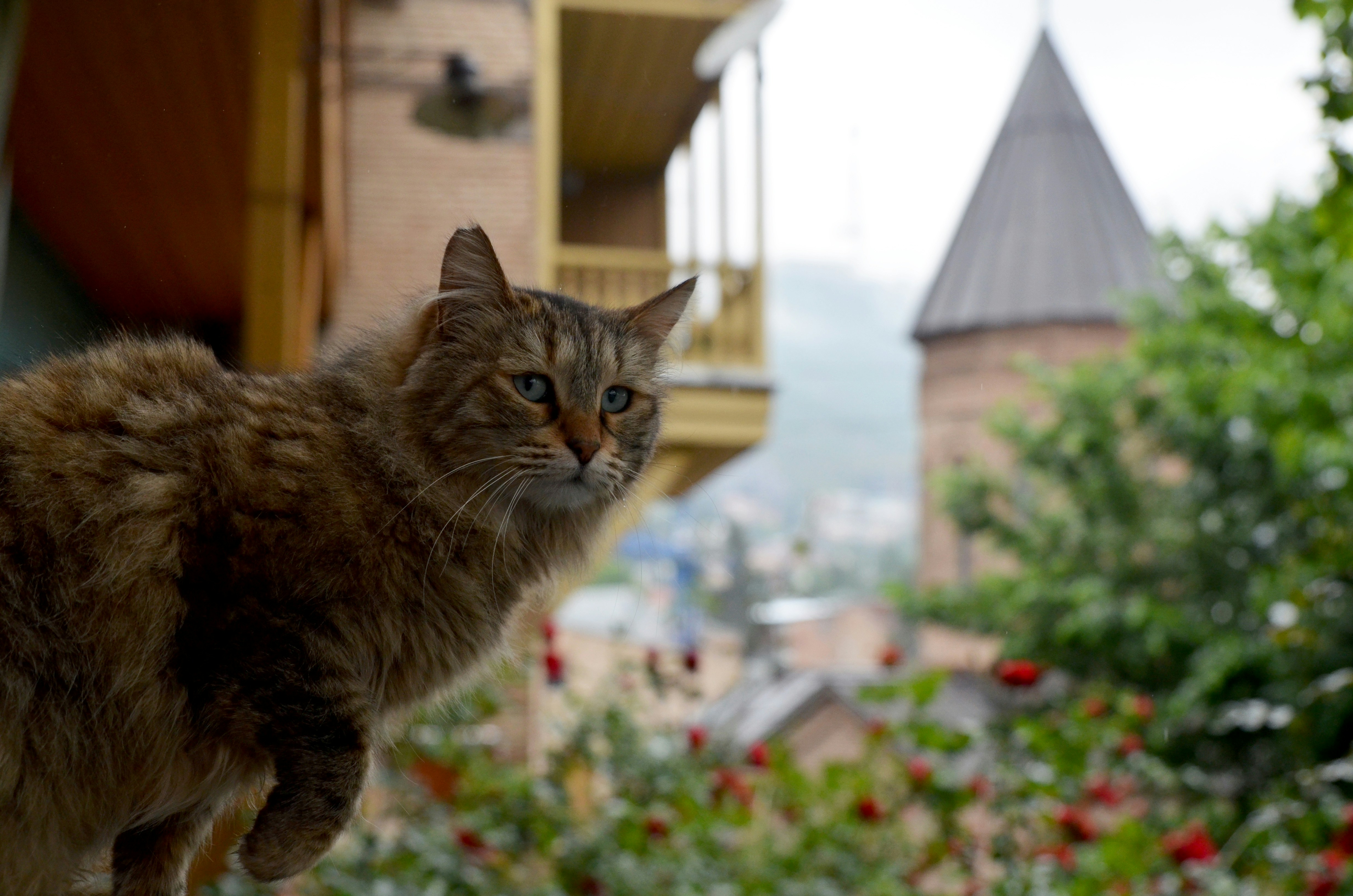 Georgia's Street Cats: The Beloved Felines of Tbilisi and Beyond