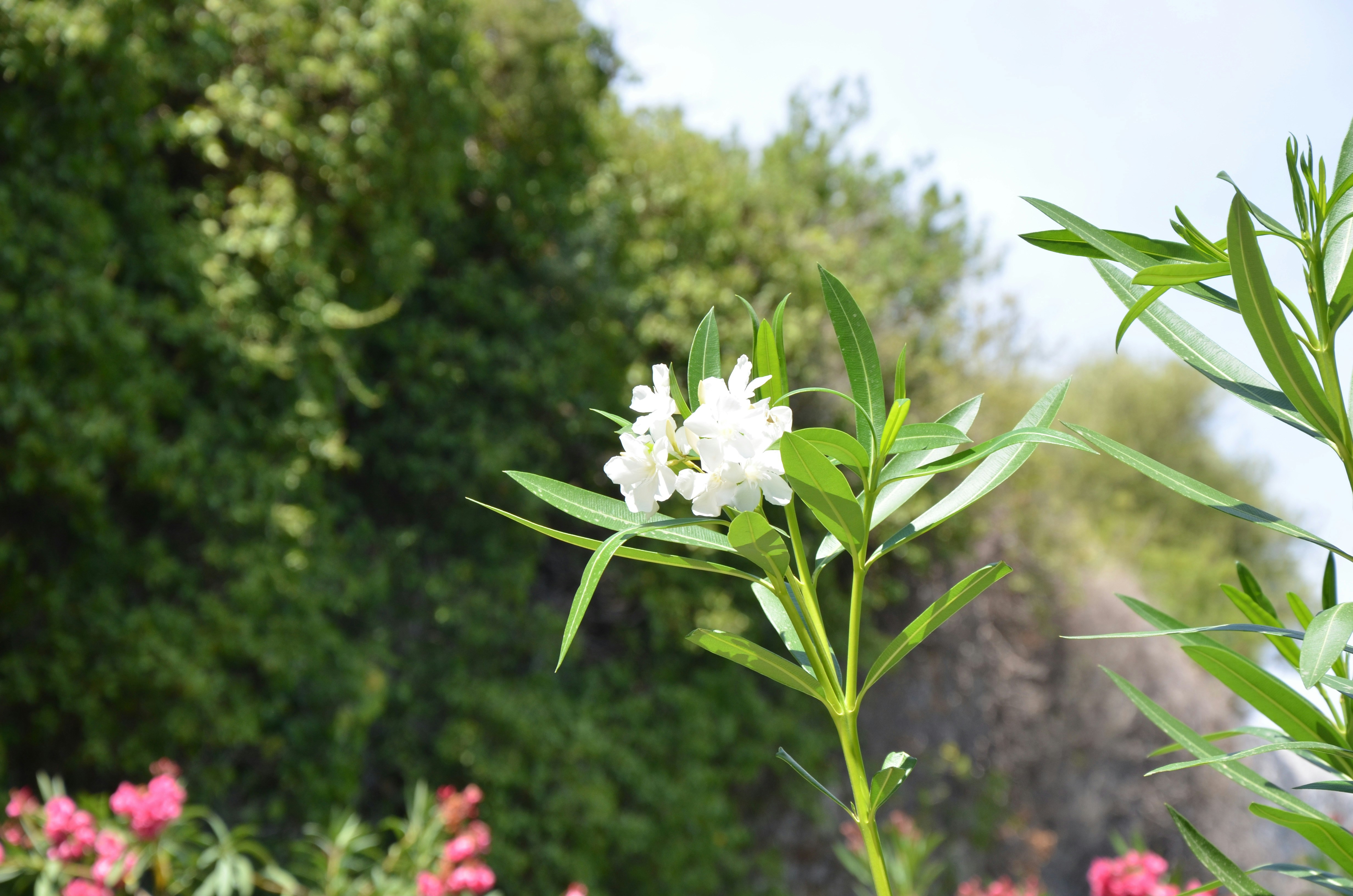 Las flores blancas florecen en una planta verde.