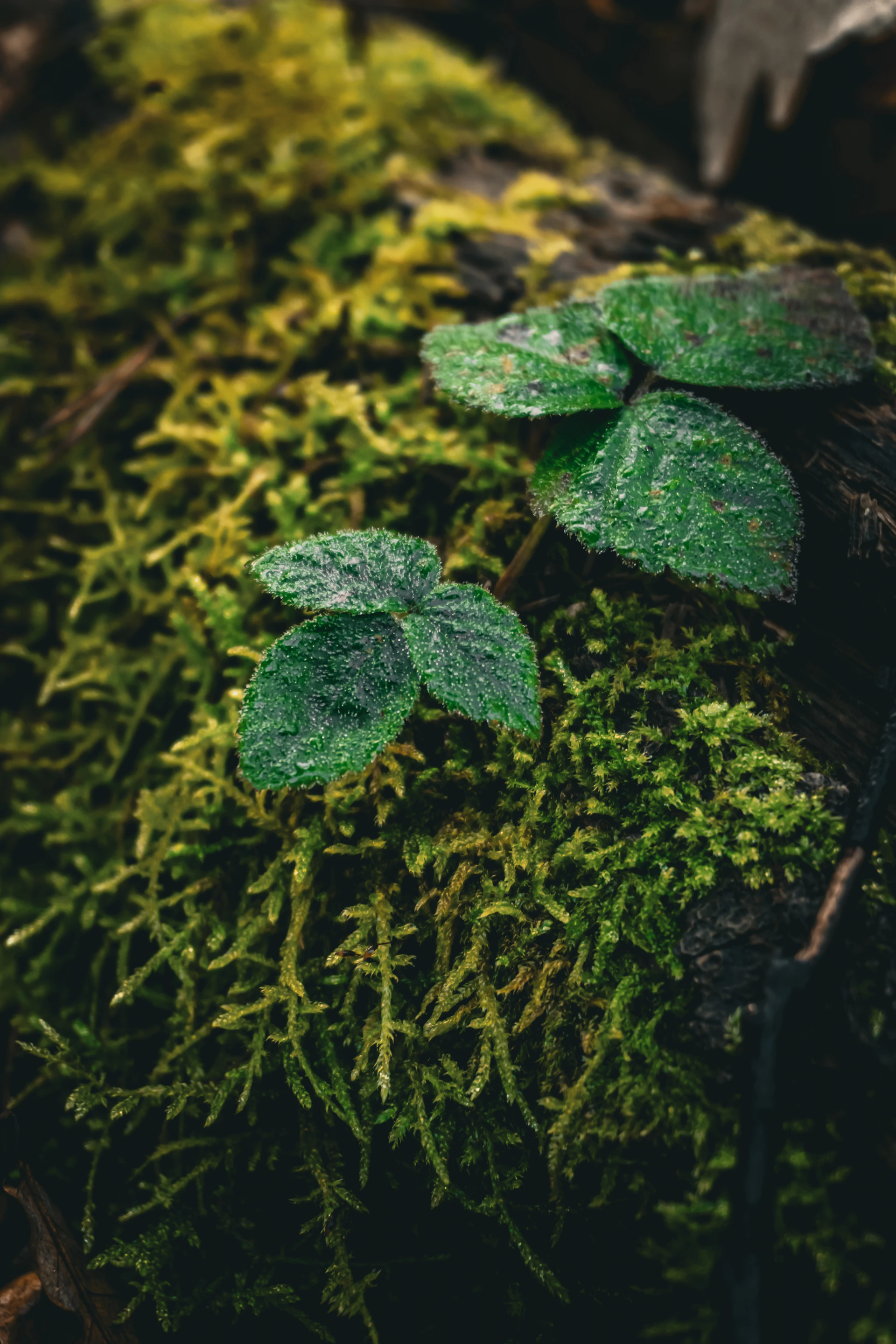 Green moss covers a log with small leaves.