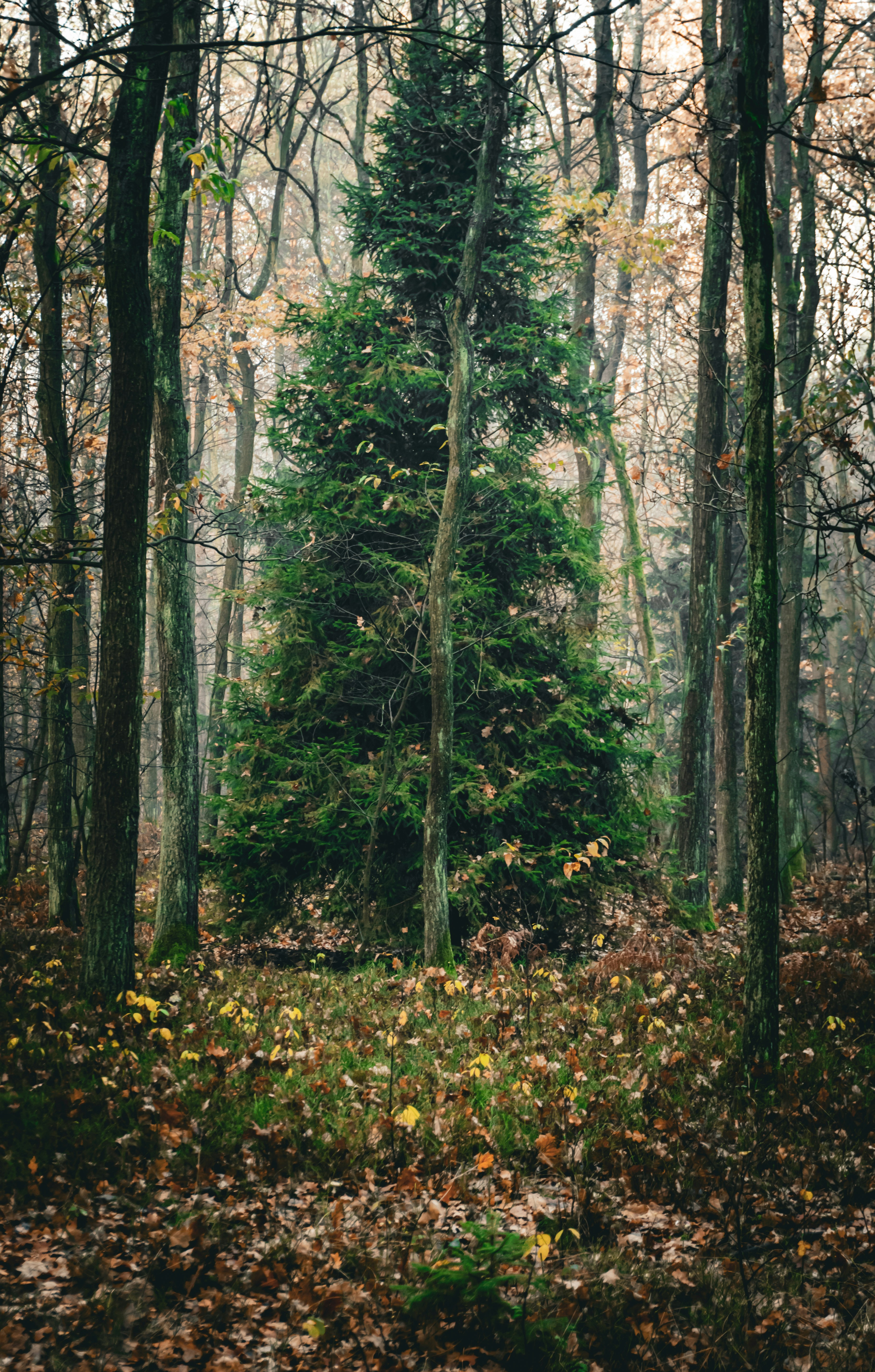Tall evergreen tree stands in a misty autumn forest