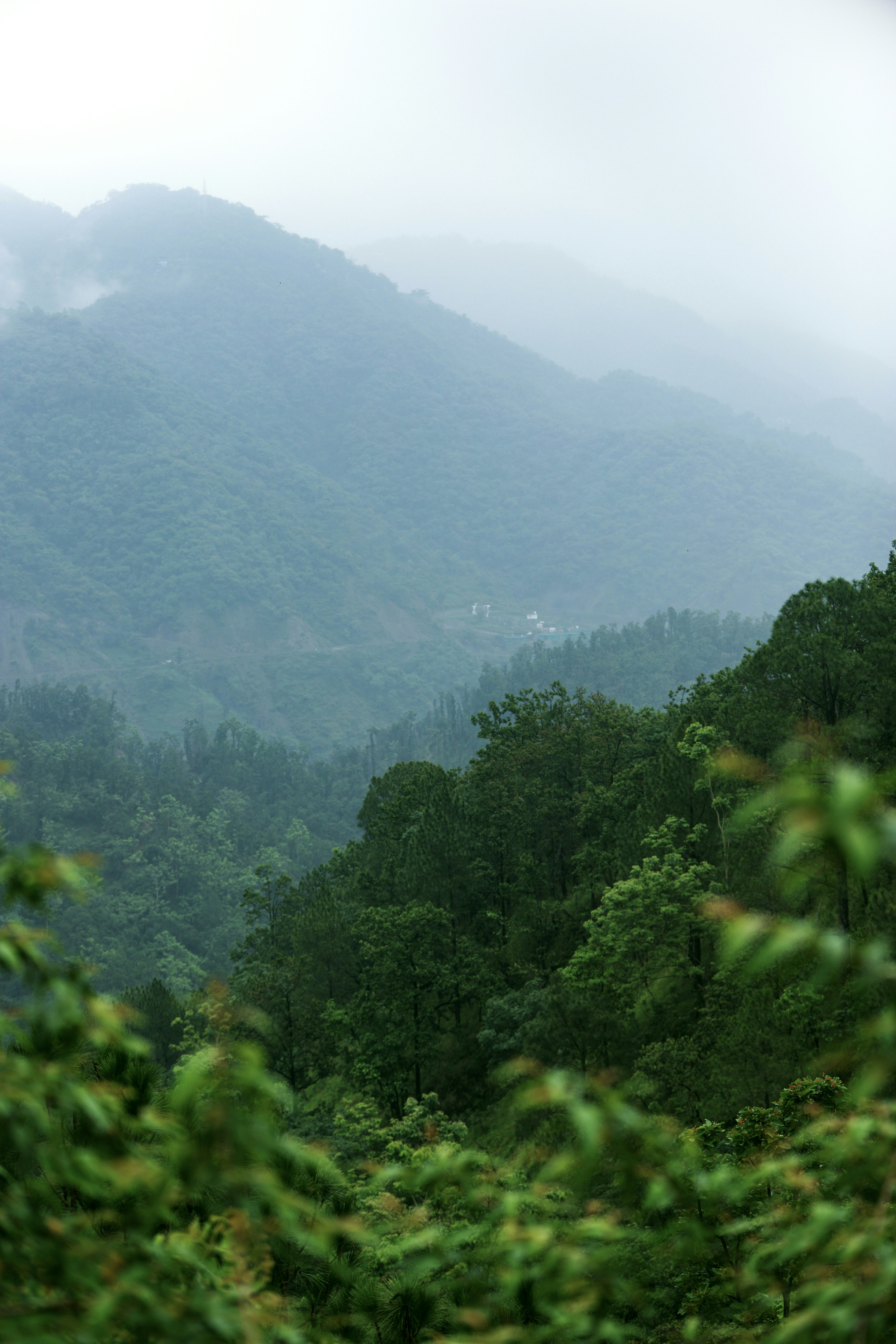 Misty mountains covered in lush green forest.