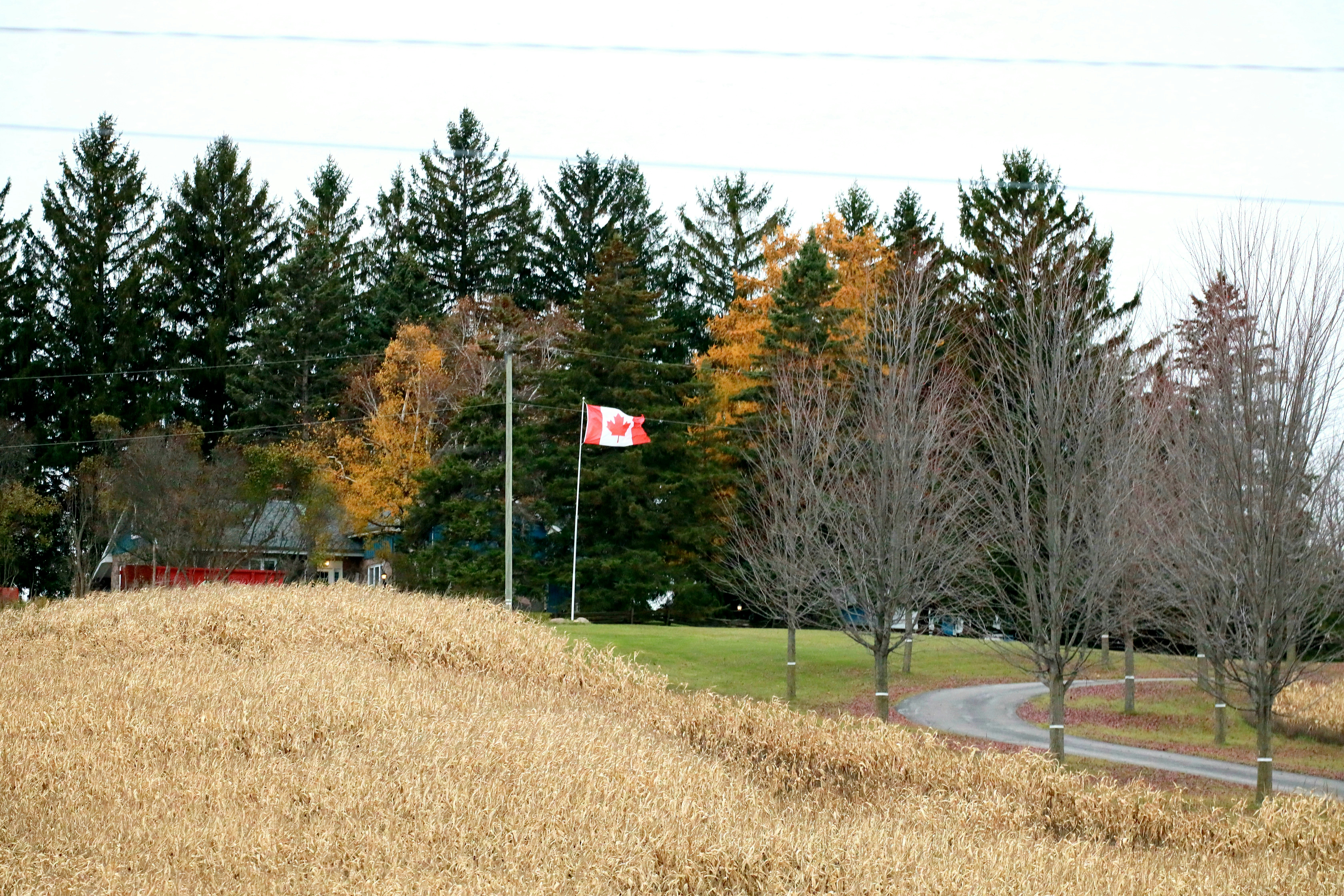Canadian flag flies near trees and dry grass.