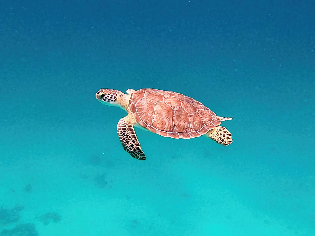 Loggerhead turtle swimming in clear blue water