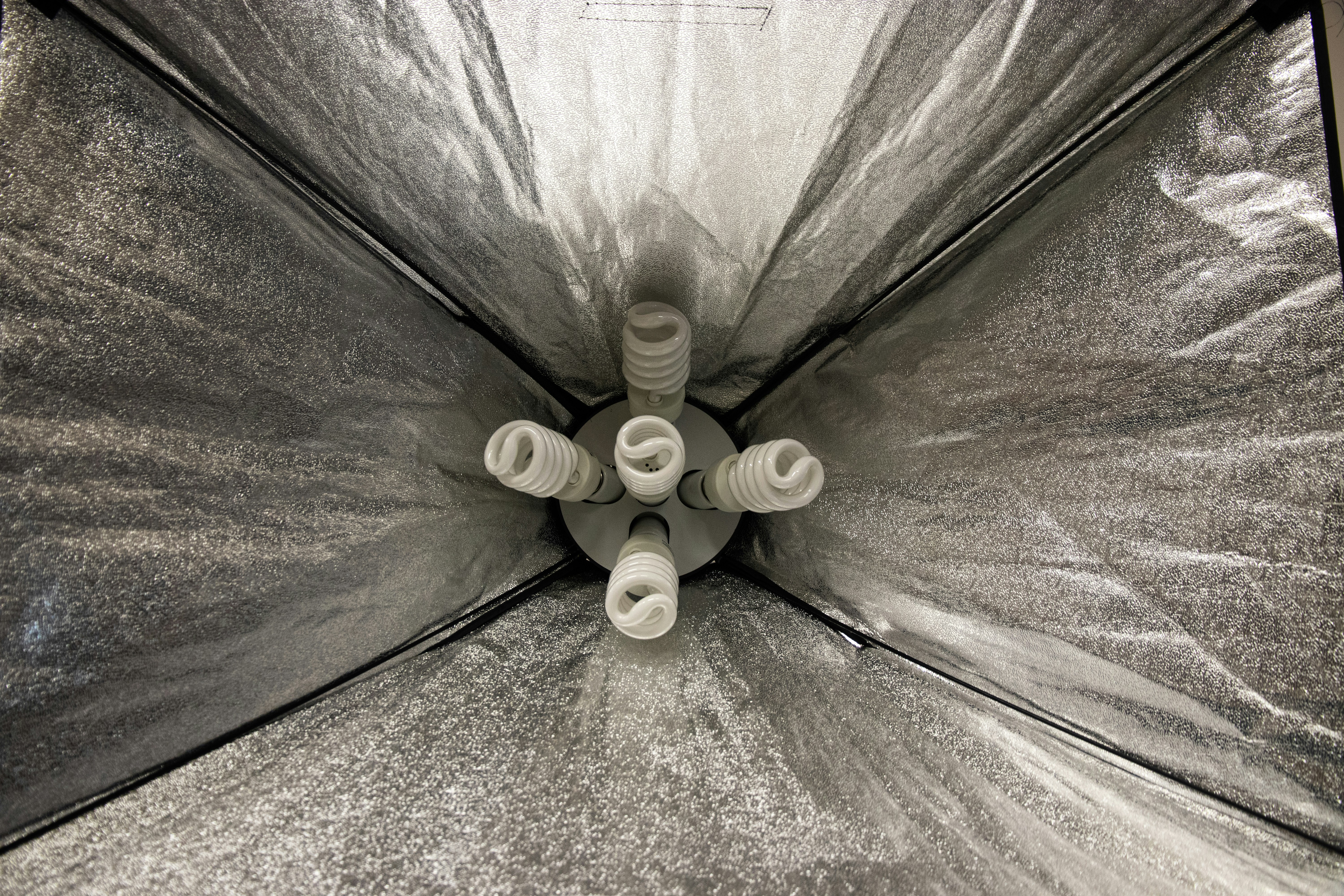 Inside a photography softbox with fluorescent lights