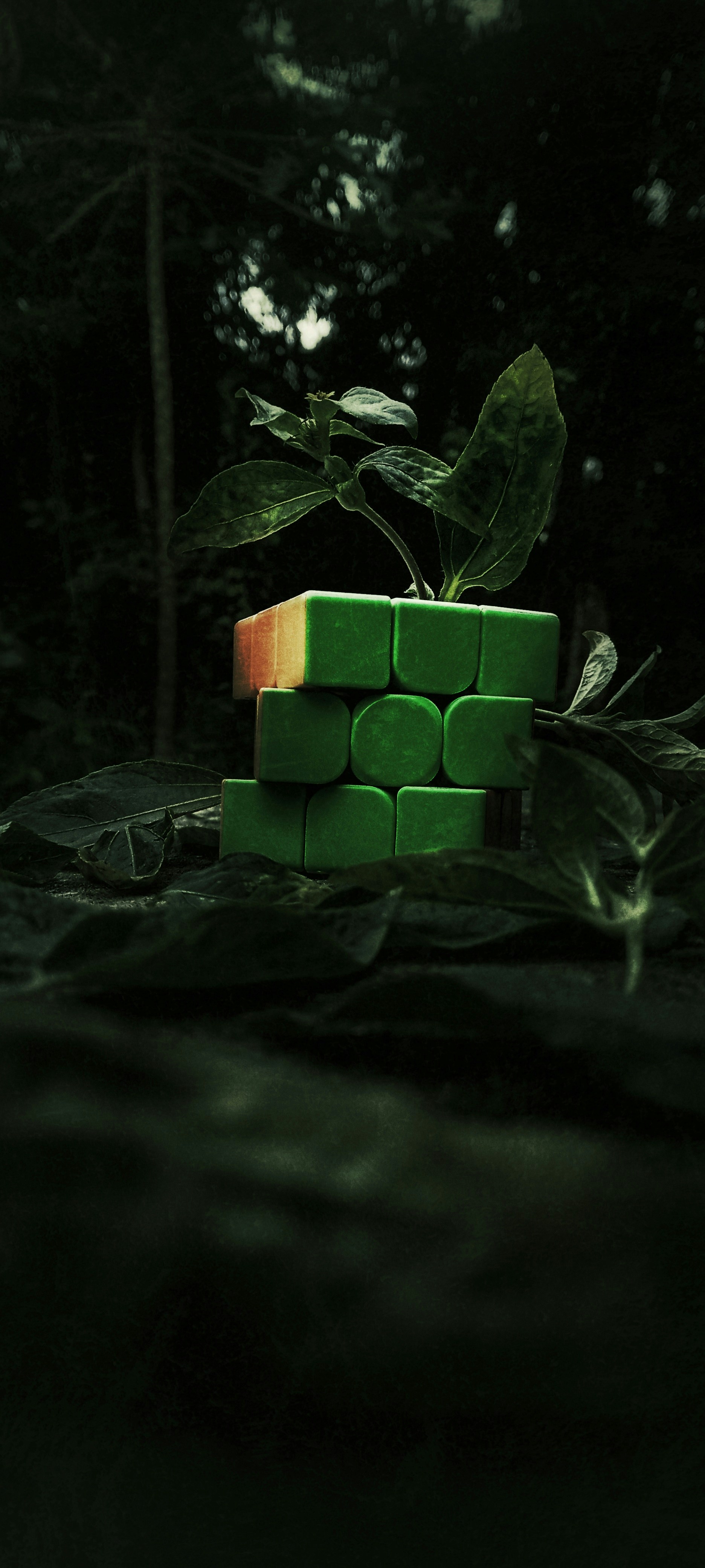 A plant grows from a rubik's cube in a forest.