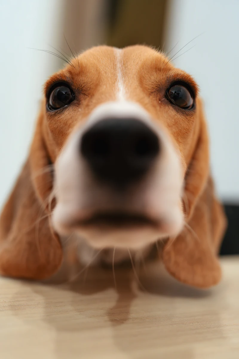 Close-up of a beagle nose