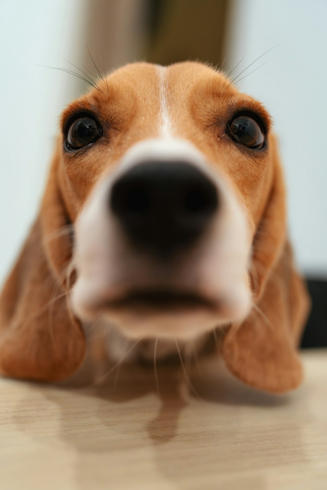 An adorable beagle puppy face looking up with expressive, warm eyes.