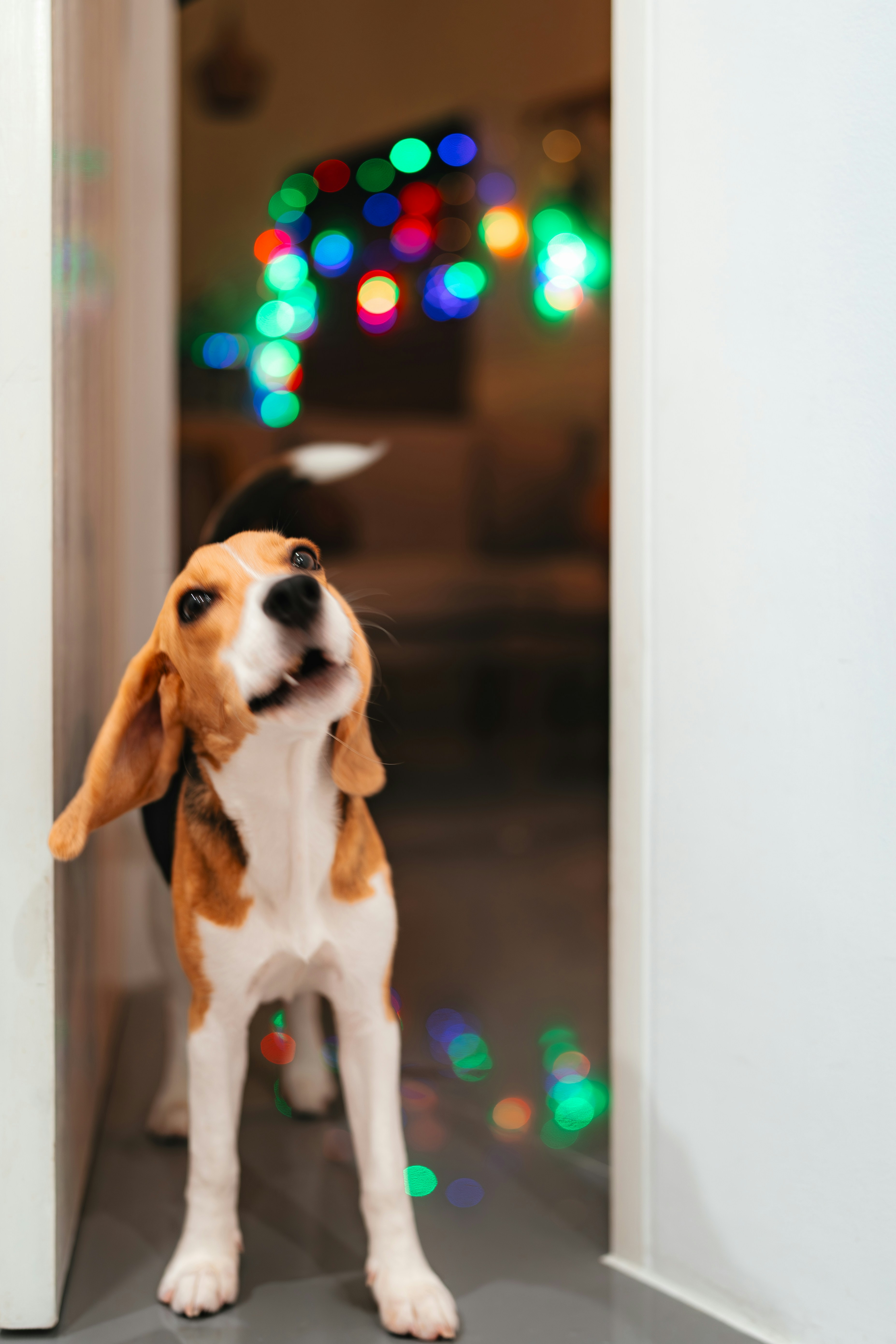 A beagle puppy looks up with colorful lights