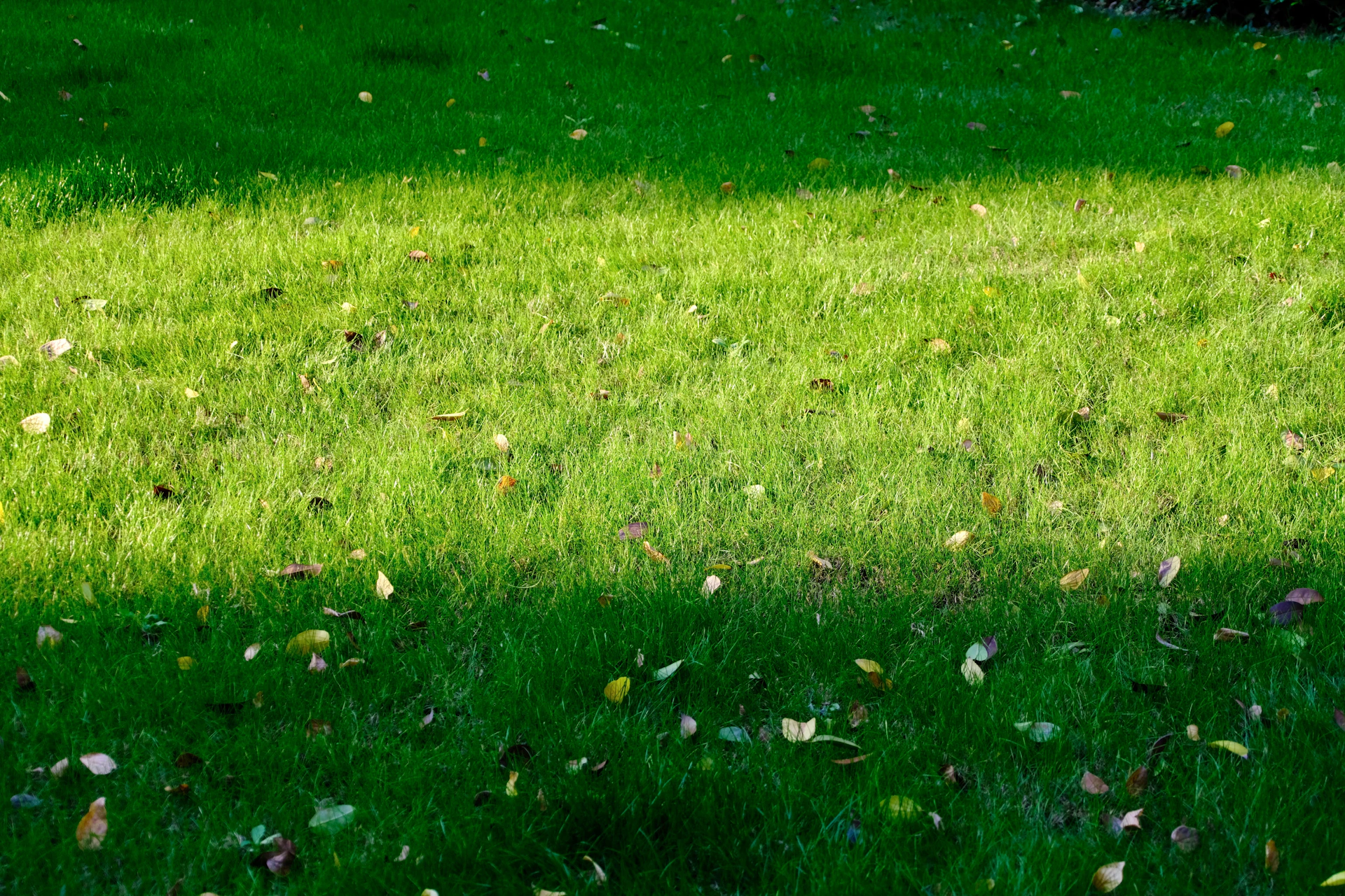 Green grass with fallen autumn leaves