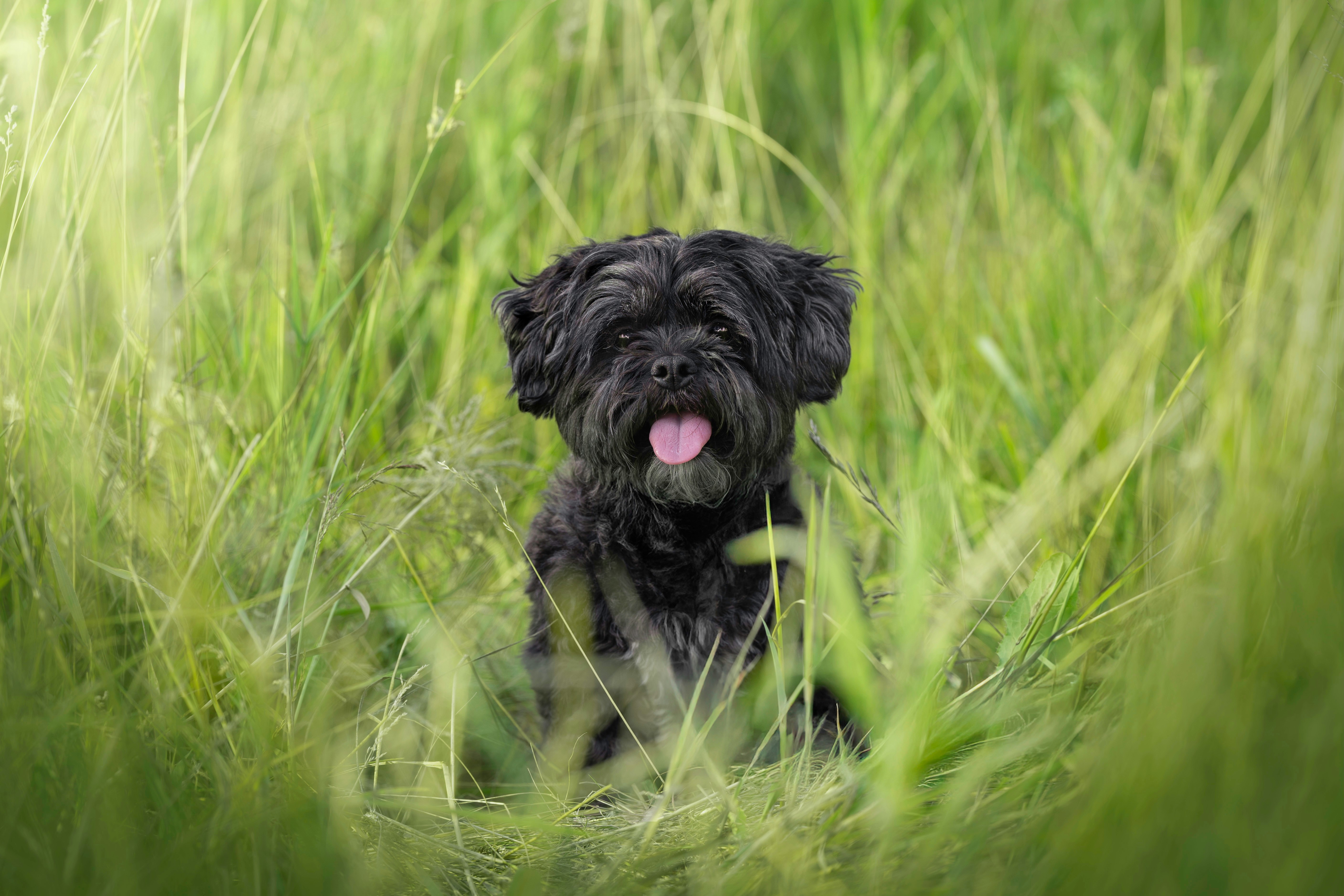 Small black dog sitting in tall grass