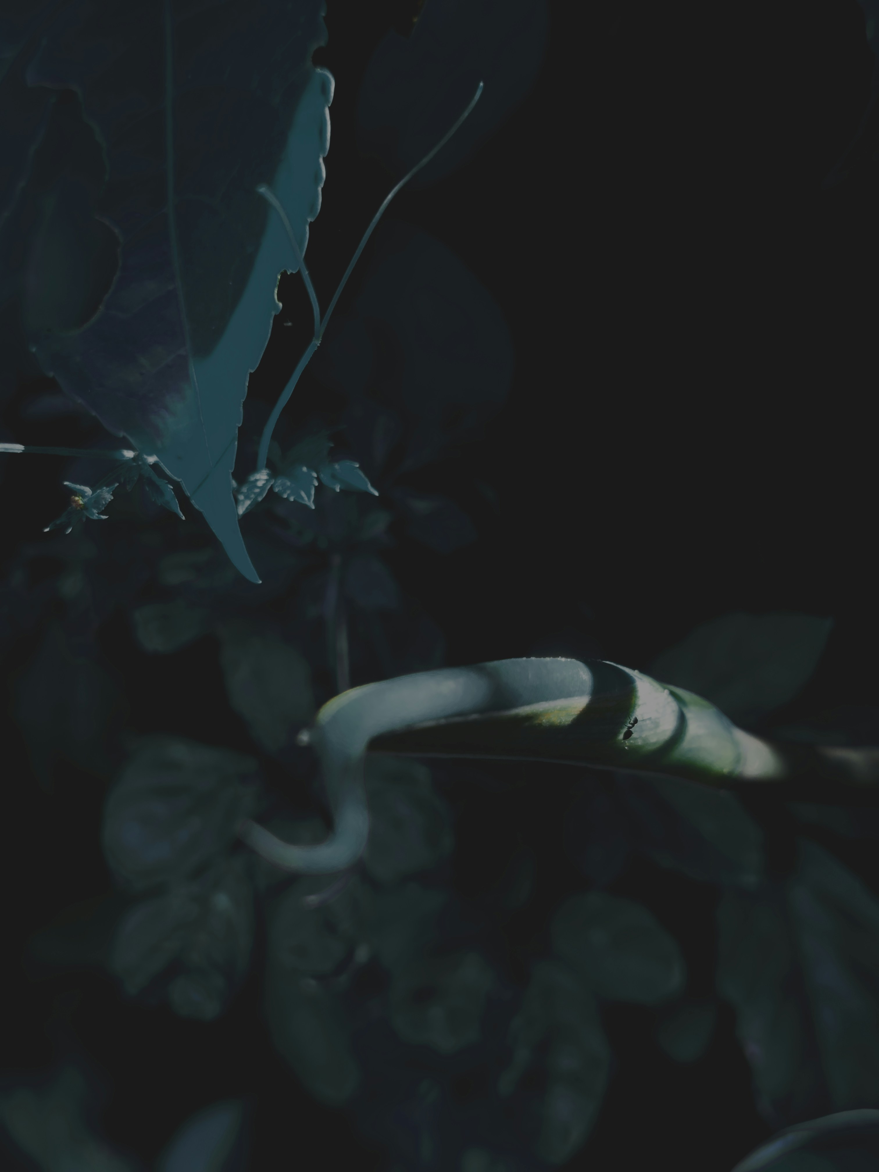 A snake coiled on a leafy branch in darkness