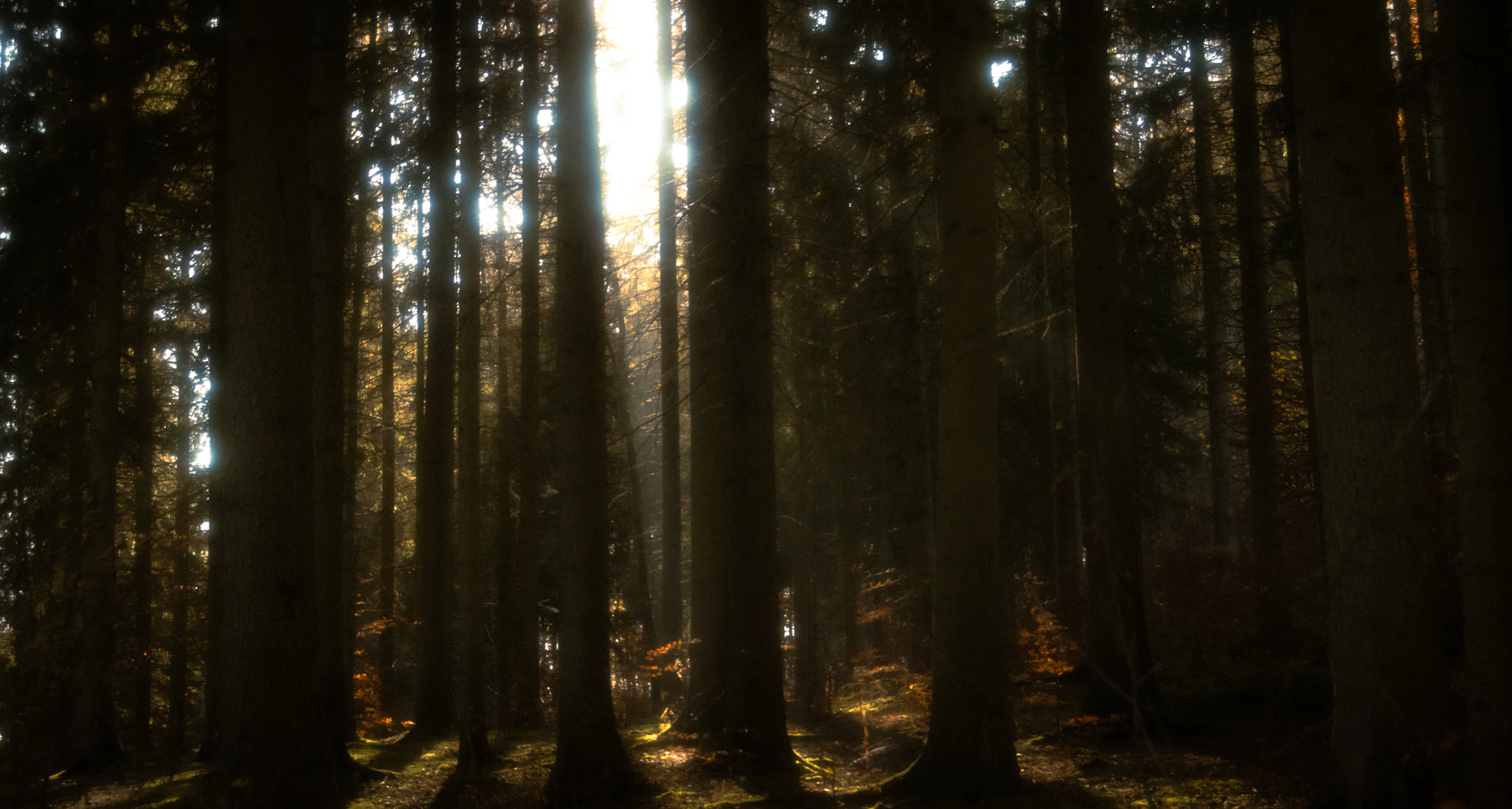 Sunlight filtering through a dense forest canopy.