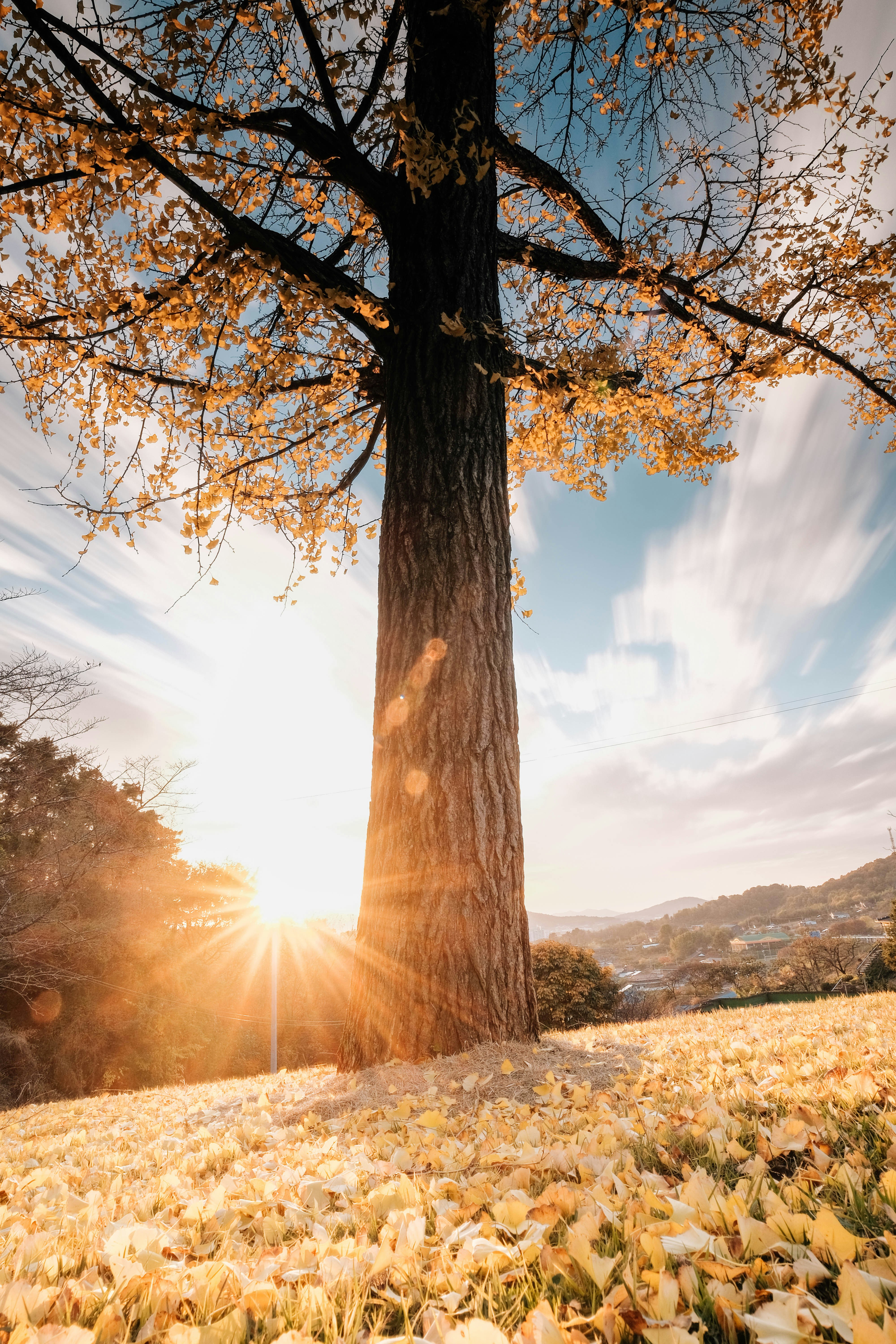 Tall tree with yellow leaves and sunburst
