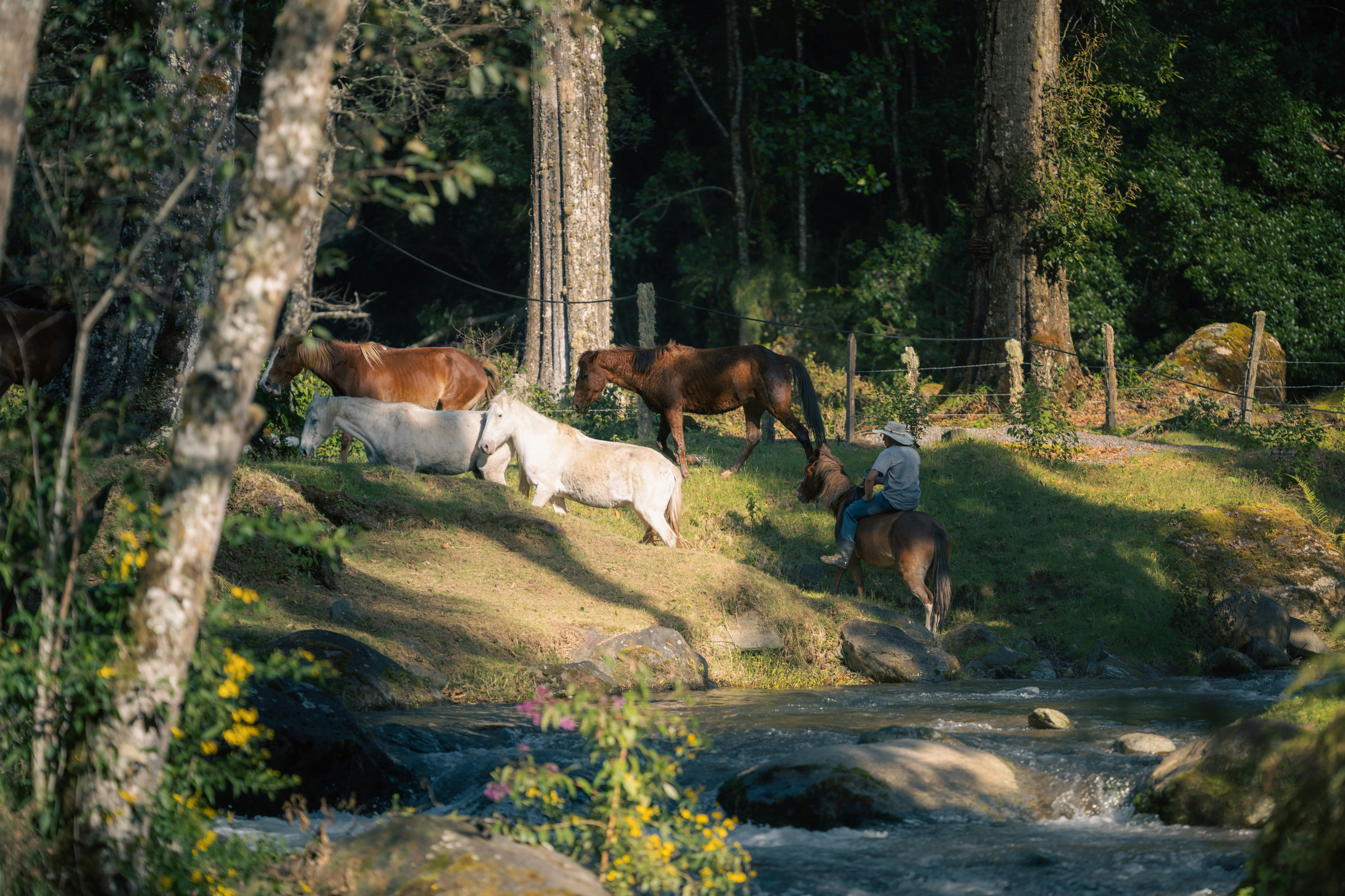 Person riding horse near other horses by stream.