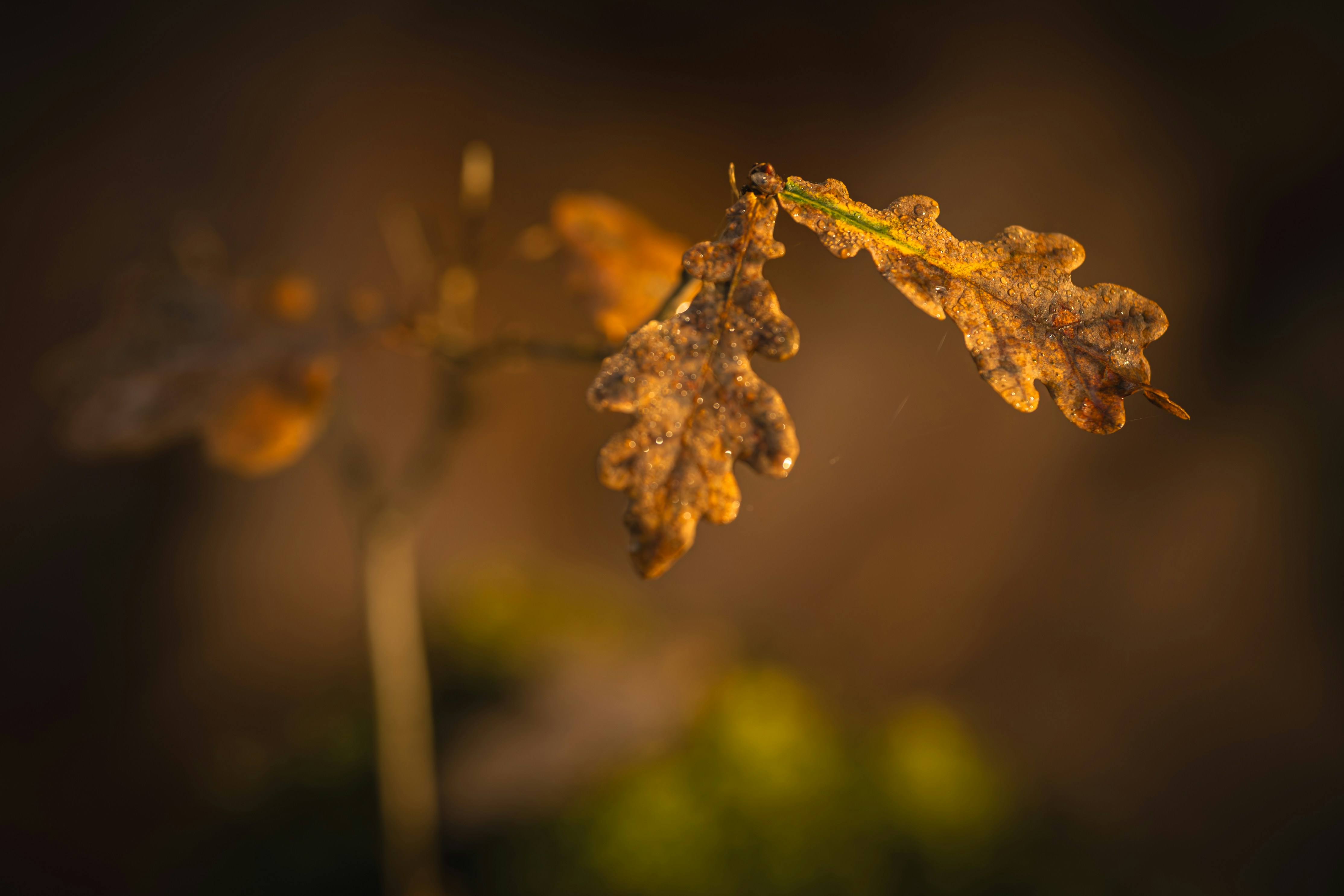 Close-up of dry oak leaves in autumn sunlight.